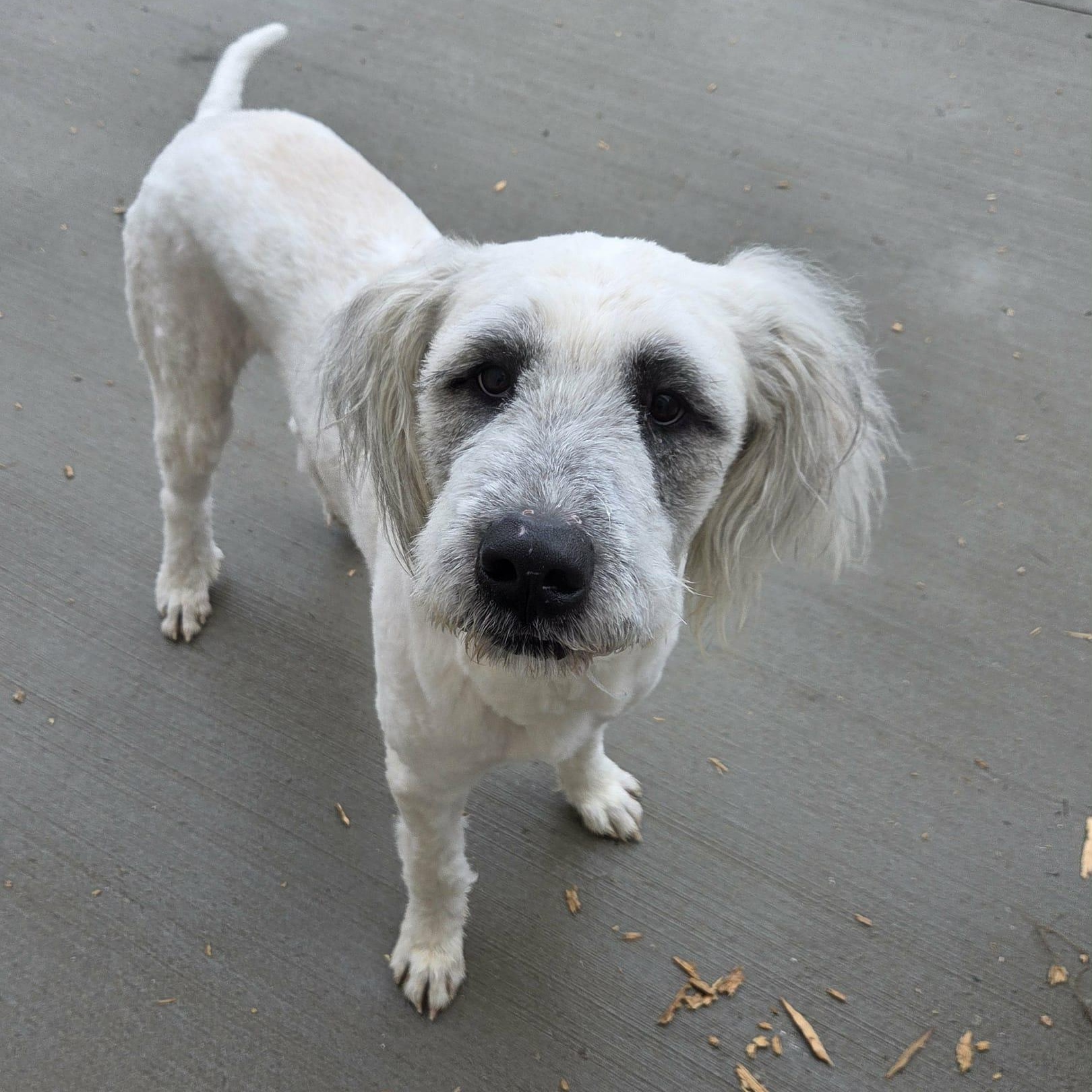 Bruiser, a Adoptable mixed breed in Nicholasville, KY image 2/6
