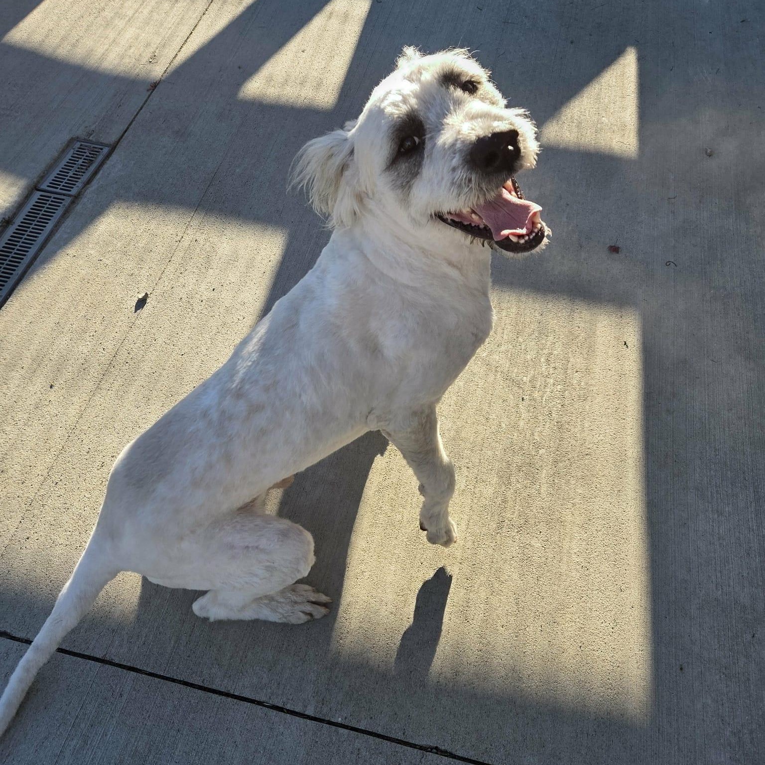 Bruiser, a Adoptable mixed breed in Nicholasville, KY image 4/6
