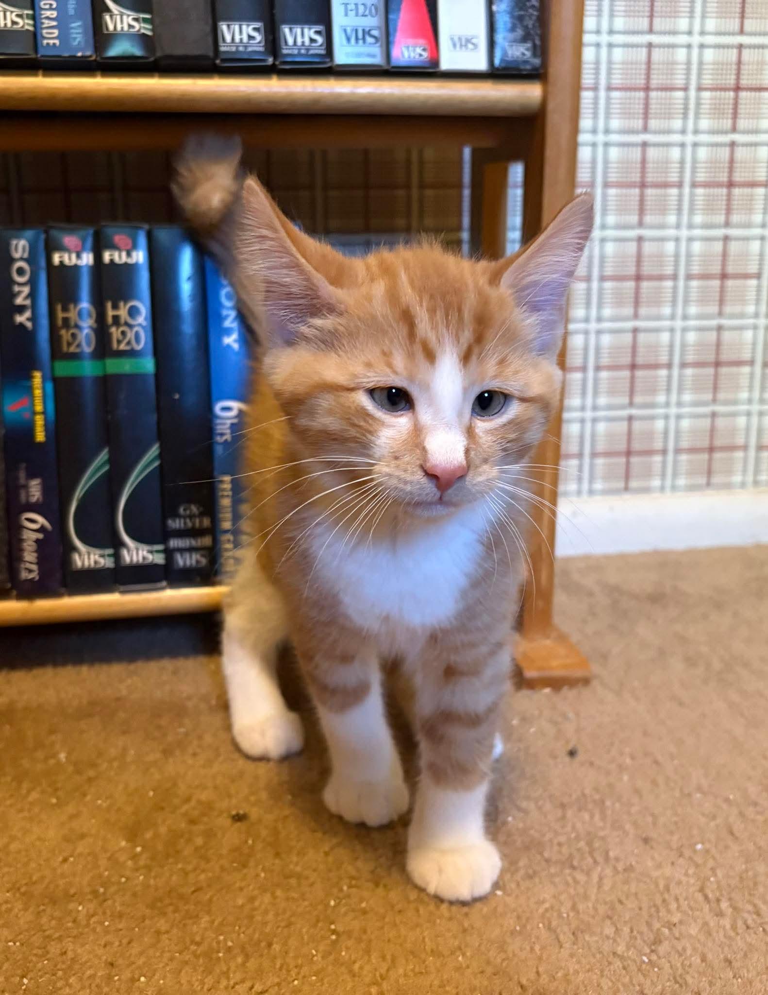 Gingi, Baby Male unknown