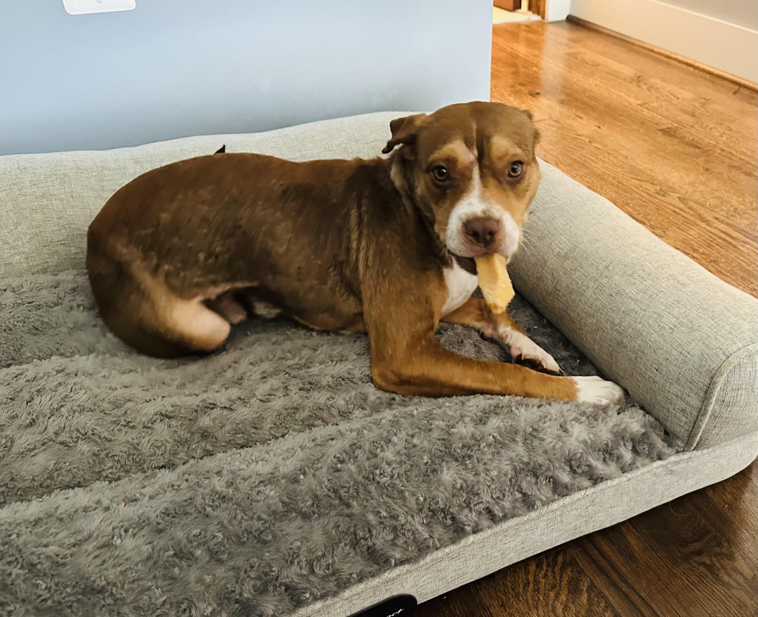 Eddie, a ADOPTABLE mixed breed in Leesburg, VA image 5/6