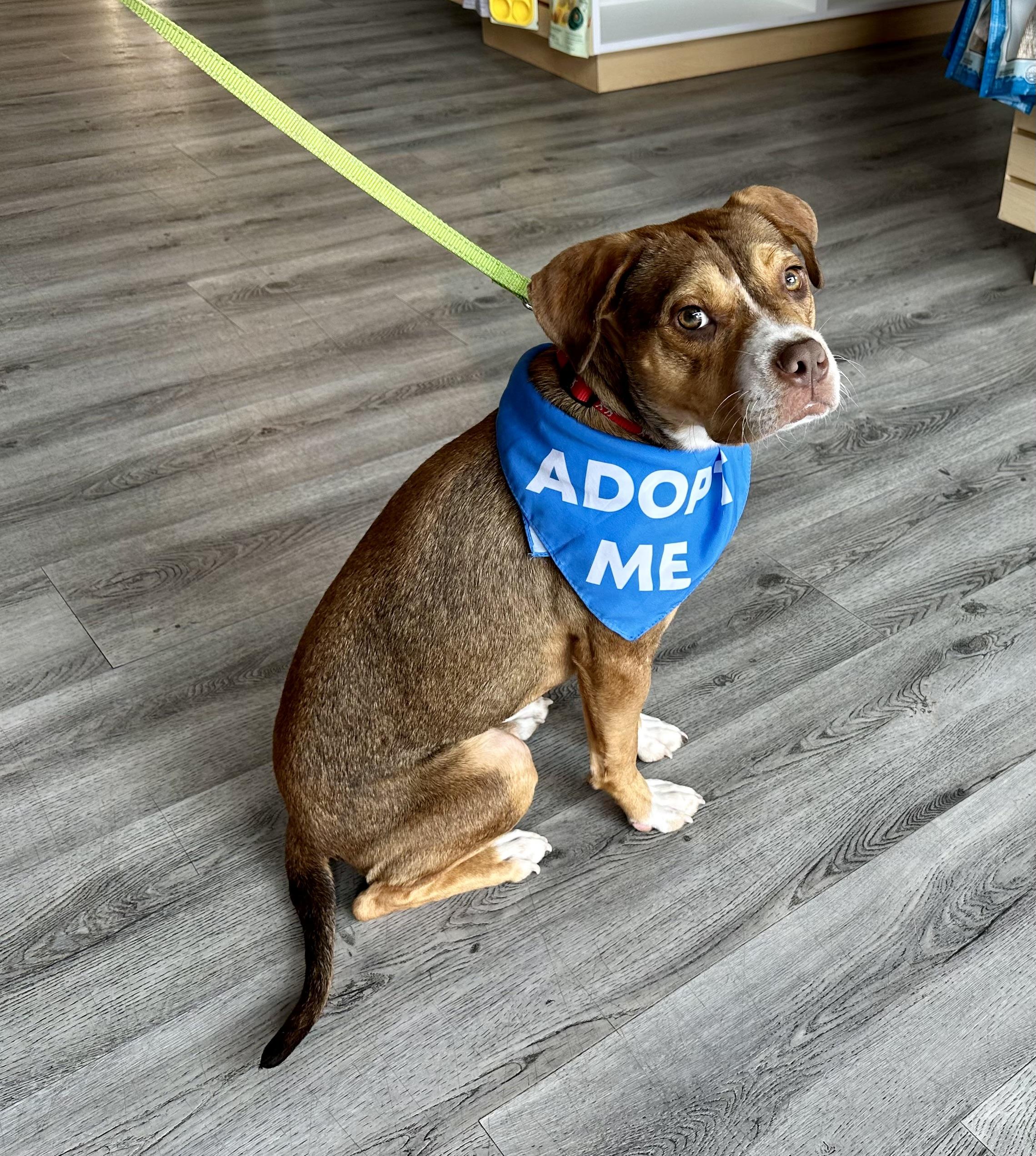 Eddie, ADOPTABLE, Young Male Boxer.