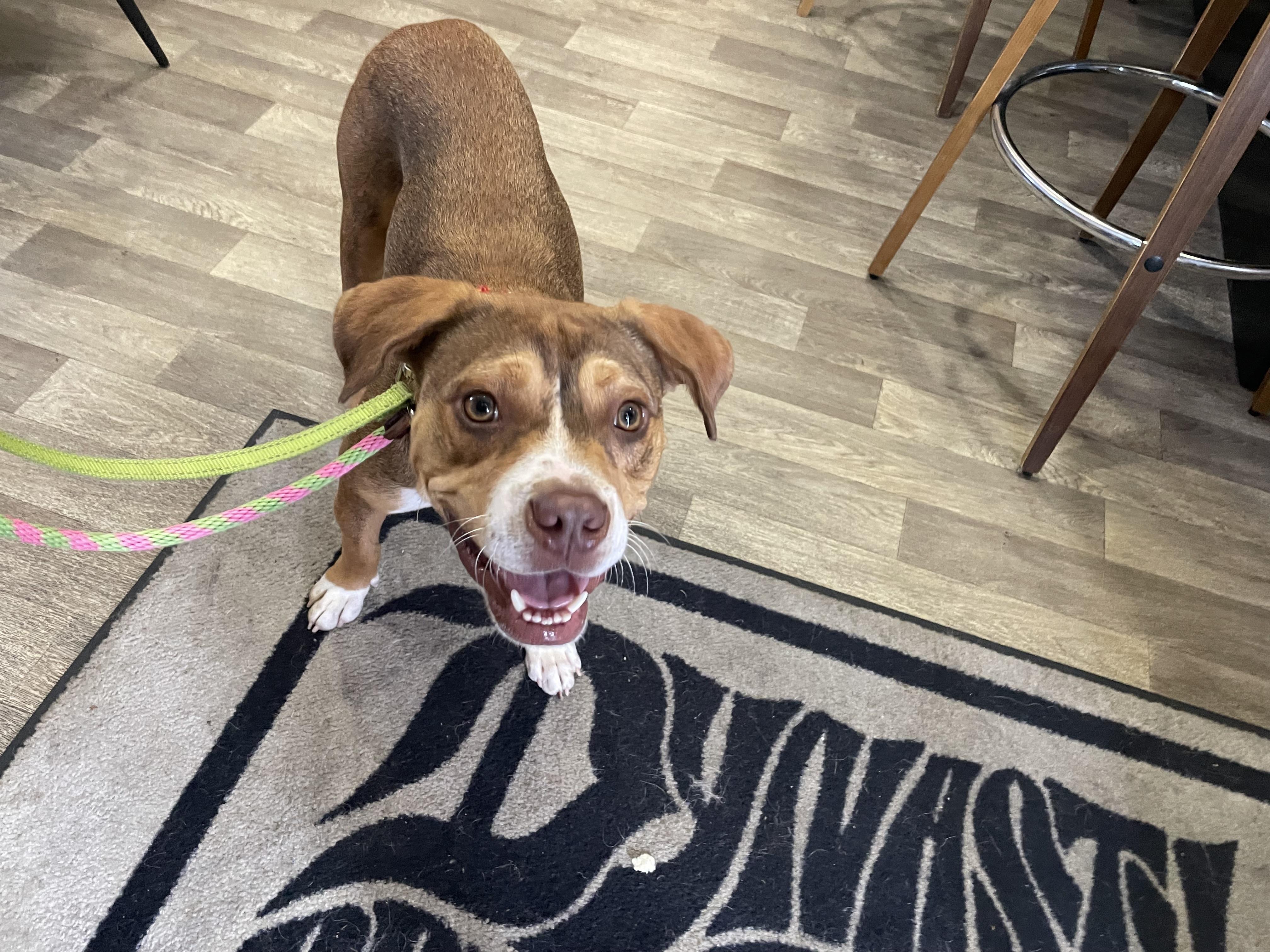 Eddie, ADOPTABLE, Young Male Boxer.
