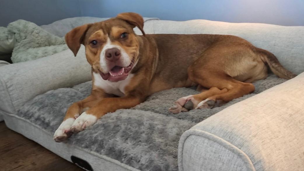 Eddie, a ADOPTABLE mixed breed in Leesburg, VA image 2/6