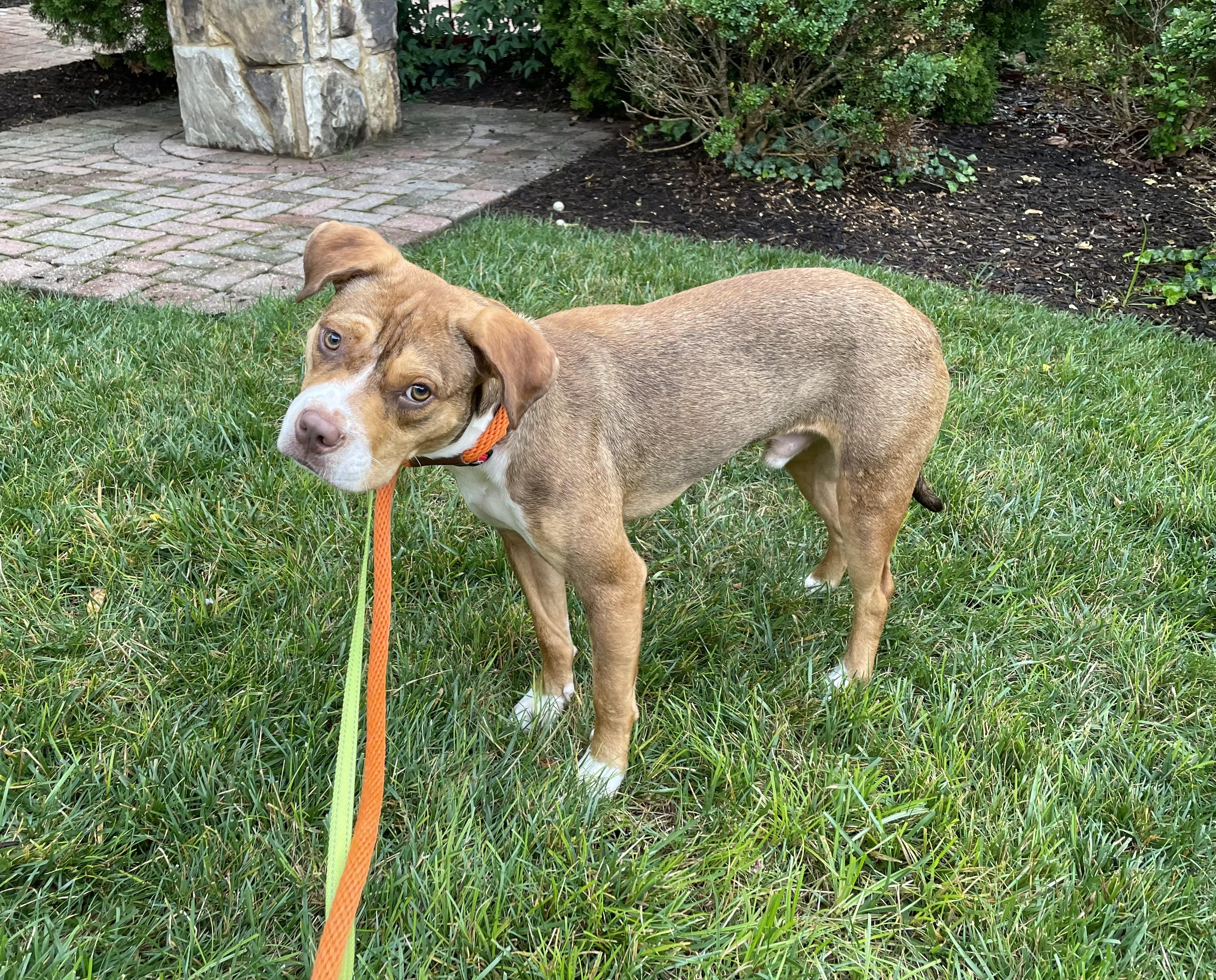 Eddie, a ADOPTABLE mixed breed in Leesburg, VA image 6/6