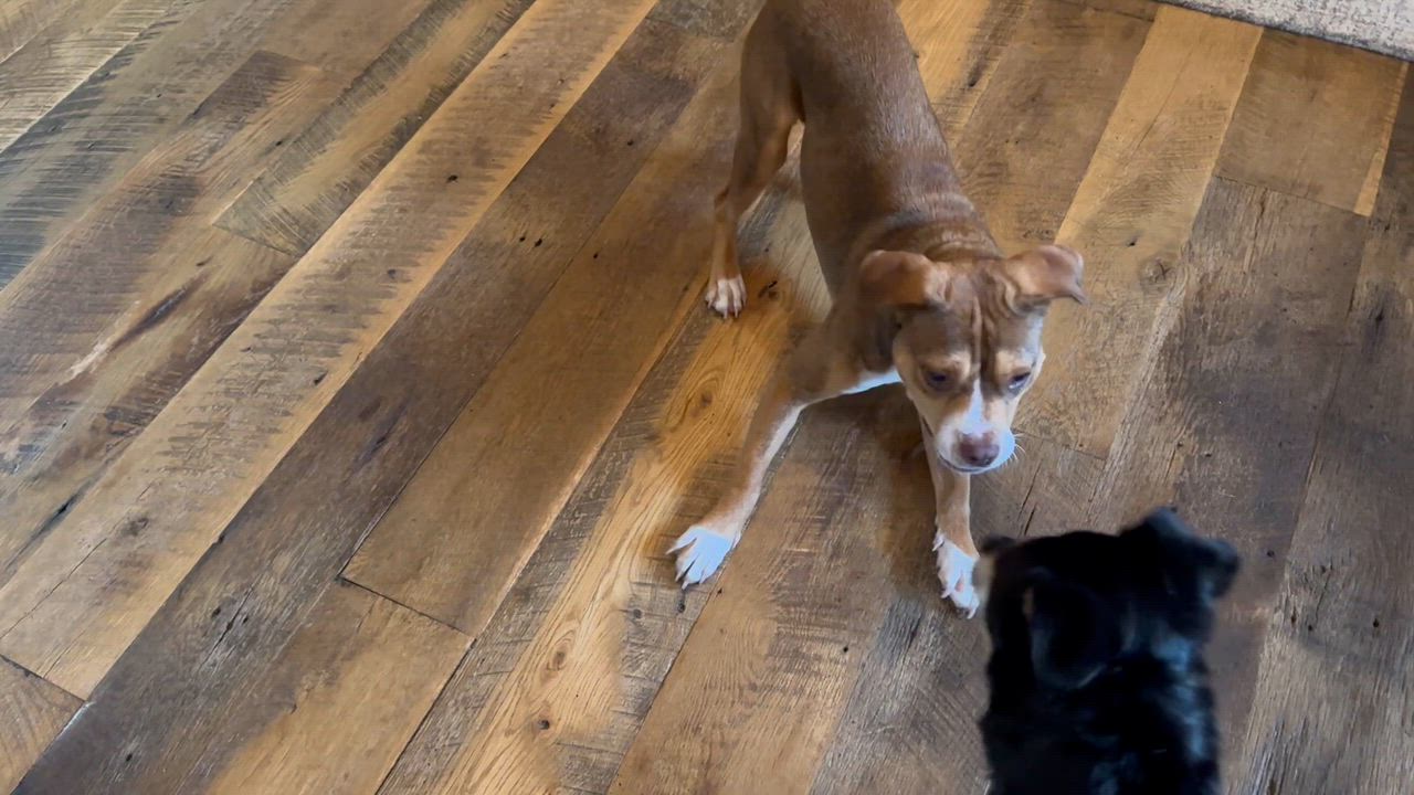 Enlarge Eddie, a ADOPTABLE mixed breed in Leesburg, VA video 3/6