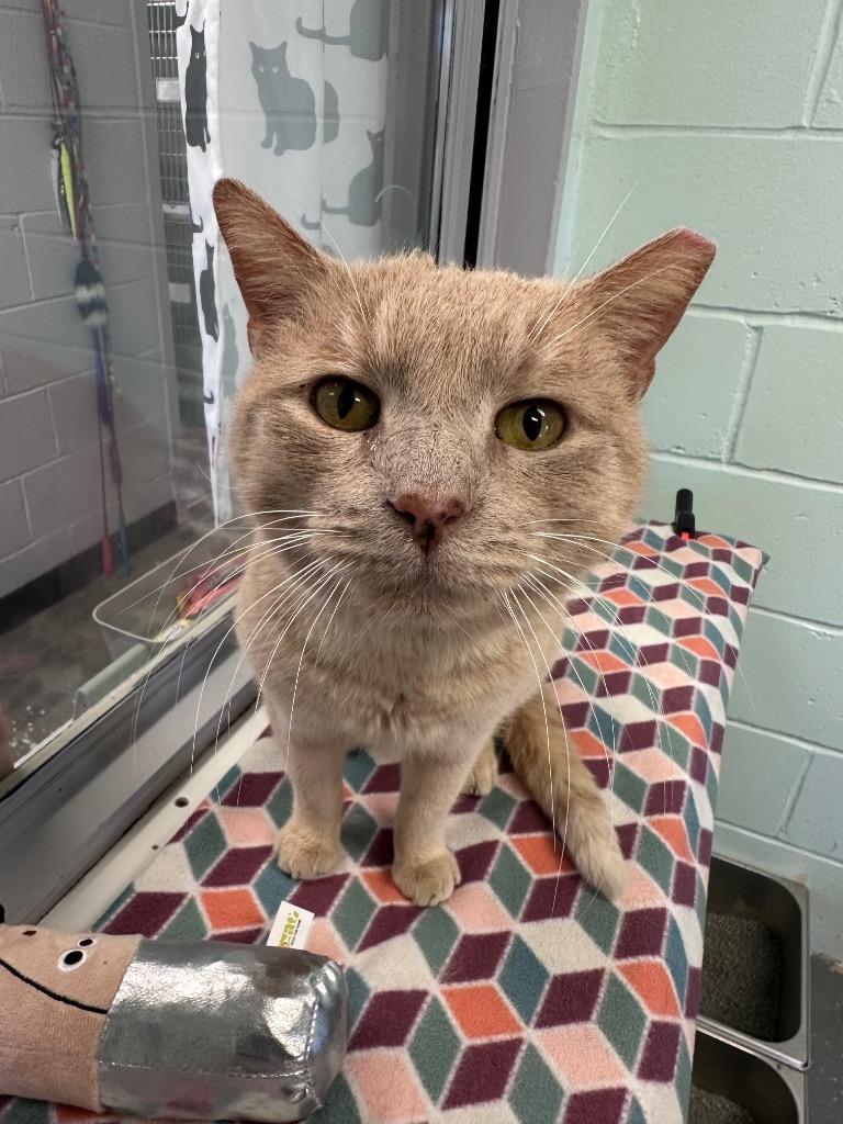 Garfield, Adoptable, Senior Male Domestic Short Hair.