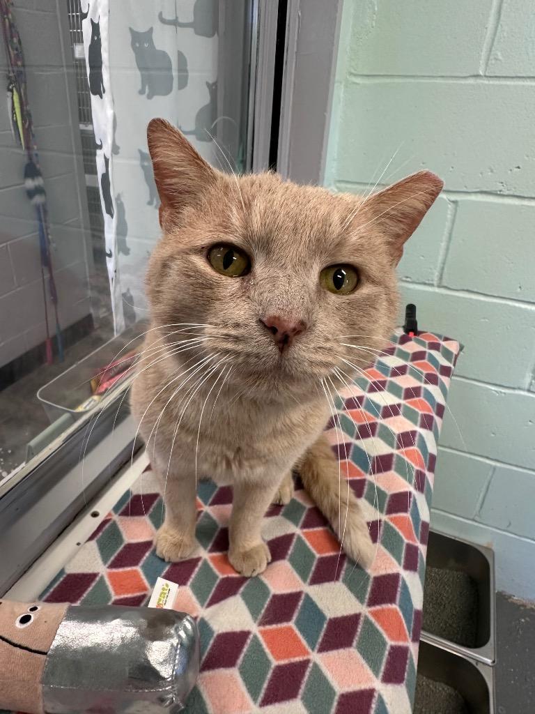 Enlarge Garfield, a Adoptable Domestic Short Hair in East Northport, NY image 2/2