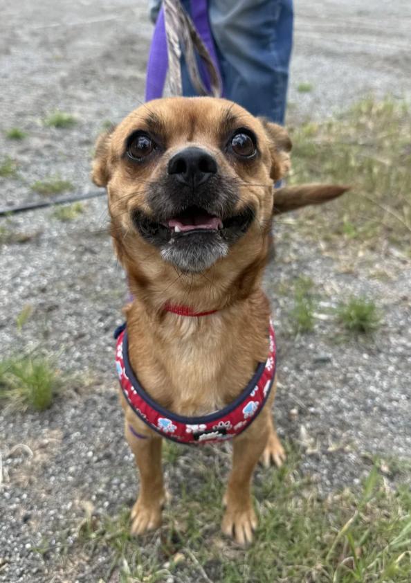 Enlarge Shorty, a ADOPTABLE mixed breed in Berkeley, CA image 2/3