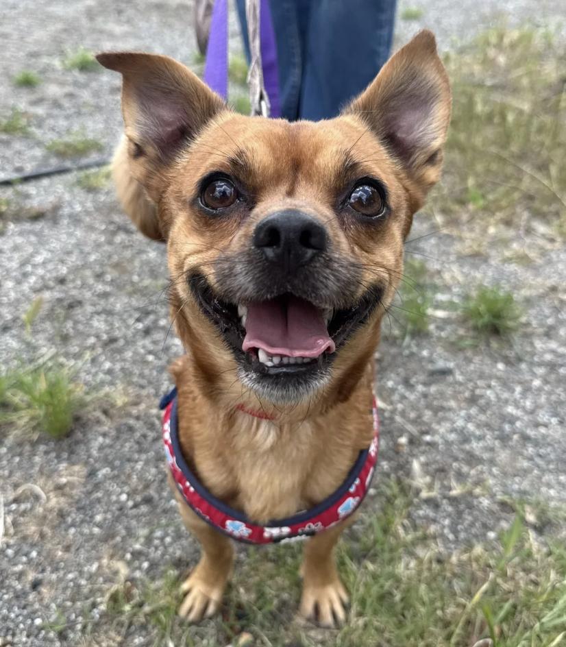 Enlarge Shorty, a ADOPTABLE mixed breed in Berkeley, CA image 1/3
