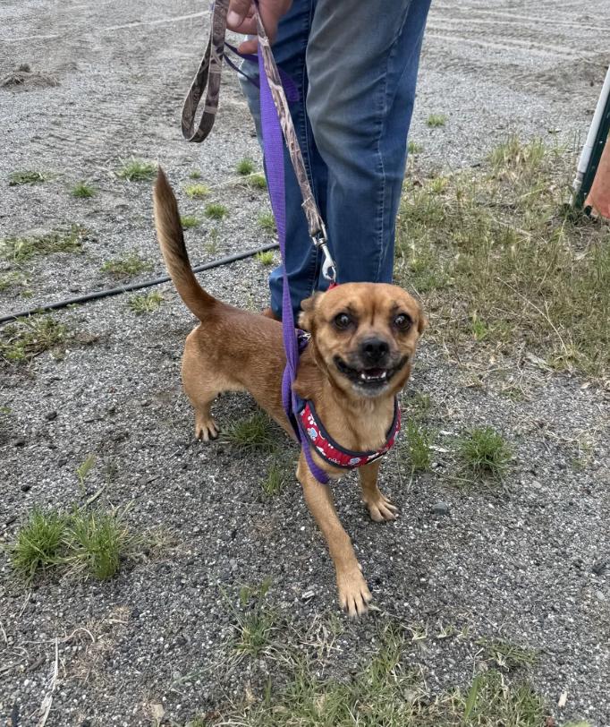 Enlarge Shorty, a ADOPTABLE mixed breed in Berkeley, CA image 3/3