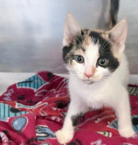 Piper, a Adoptable mixed breed in Ogdensburg, NY image 1/2