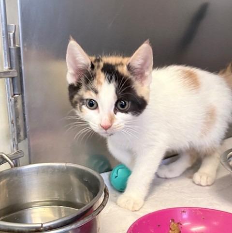 Piper, a Adoptable mixed breed in Ogdensburg, NY image 2/2
