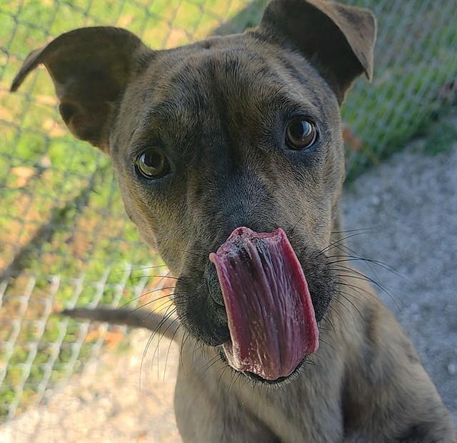 BON BON, Adoptable, Young Female Hound & Mixed Breed.