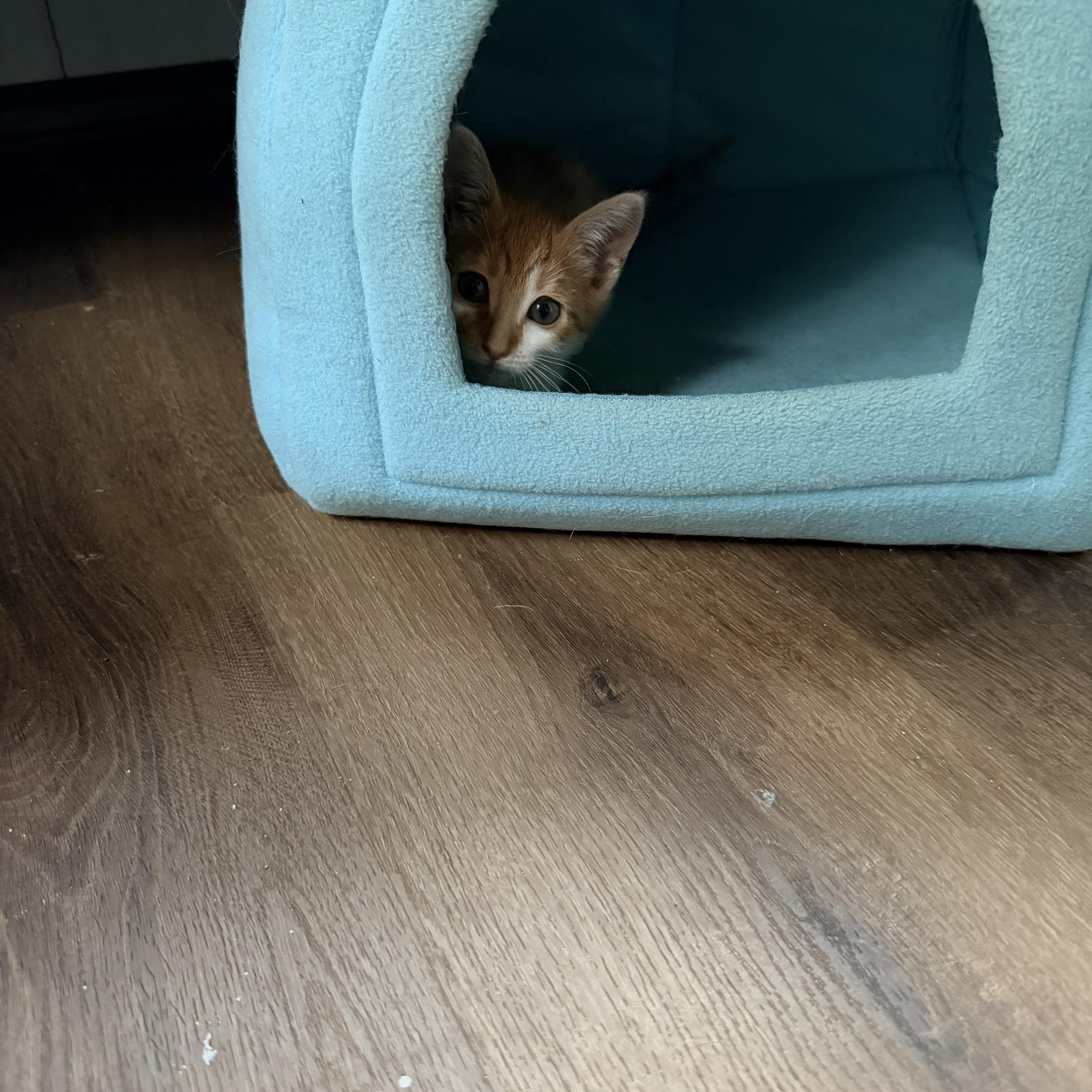 Enlarge Alice, a ADOPTABLE Domestic Short Hair in Minneapolis, MN image 5/6