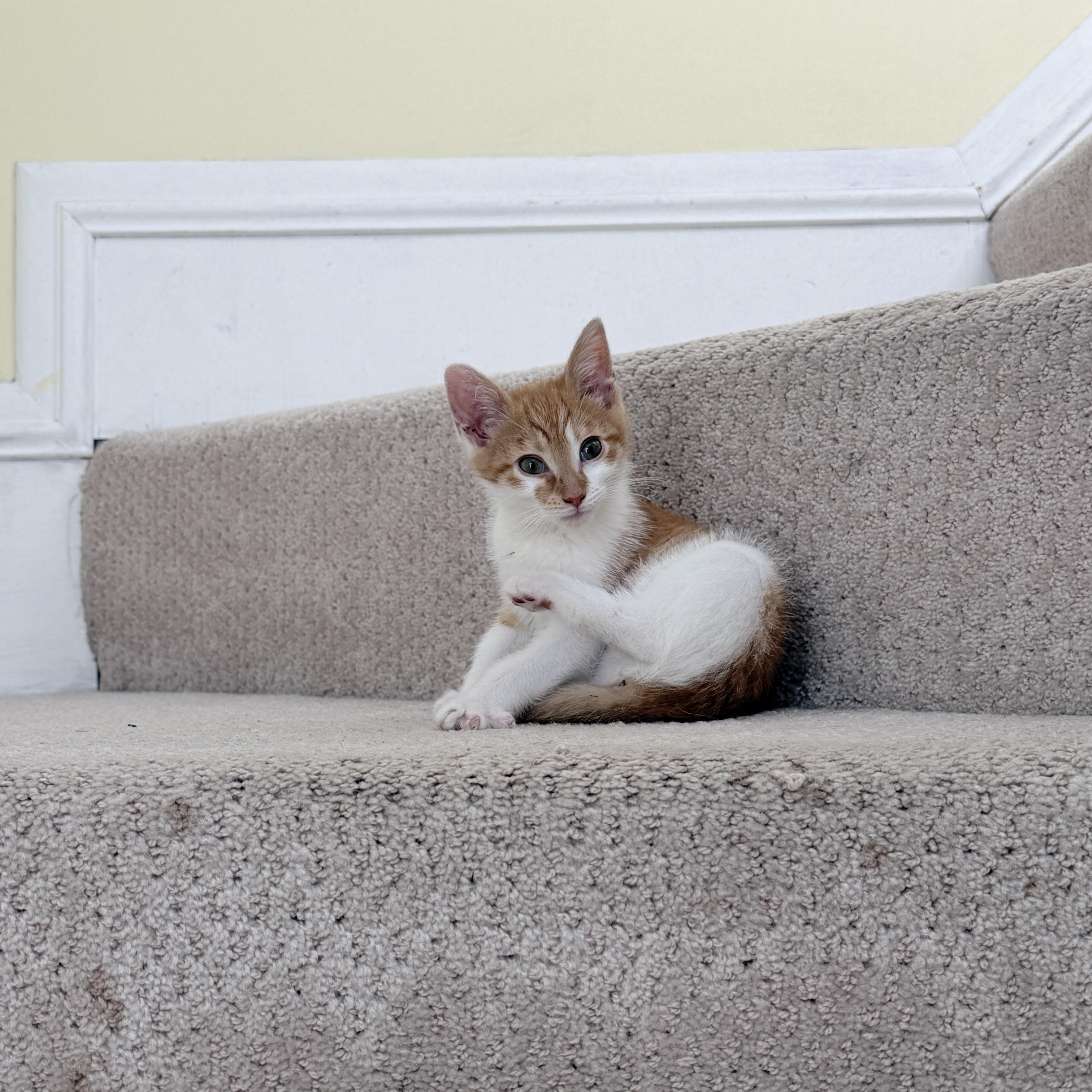 Enlarge Alice, a ADOPTABLE Domestic Short Hair in Minneapolis, MN image 4/6