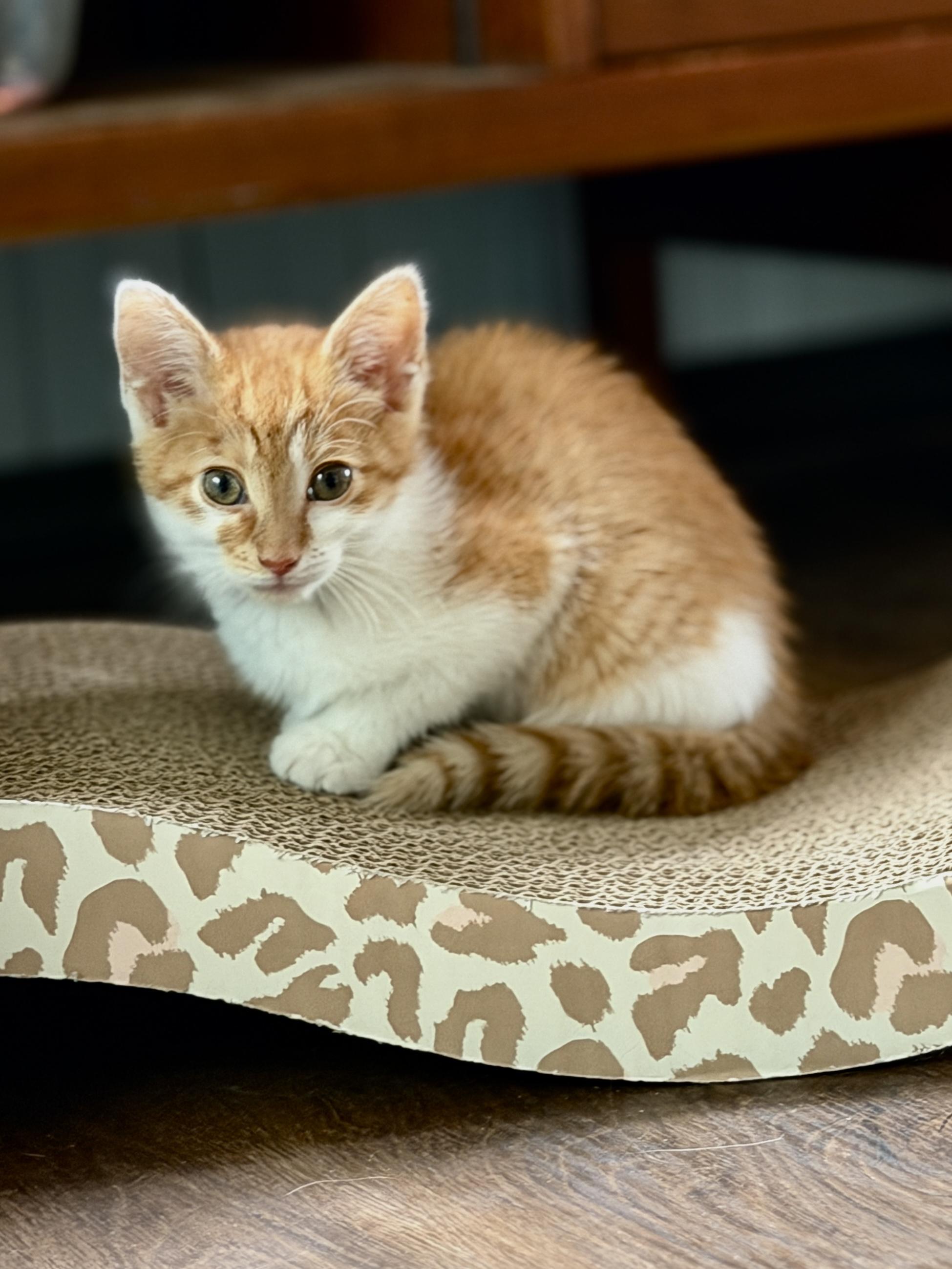Enlarge Alice, a ADOPTABLE Domestic Short Hair in Minneapolis, MN image 2/6