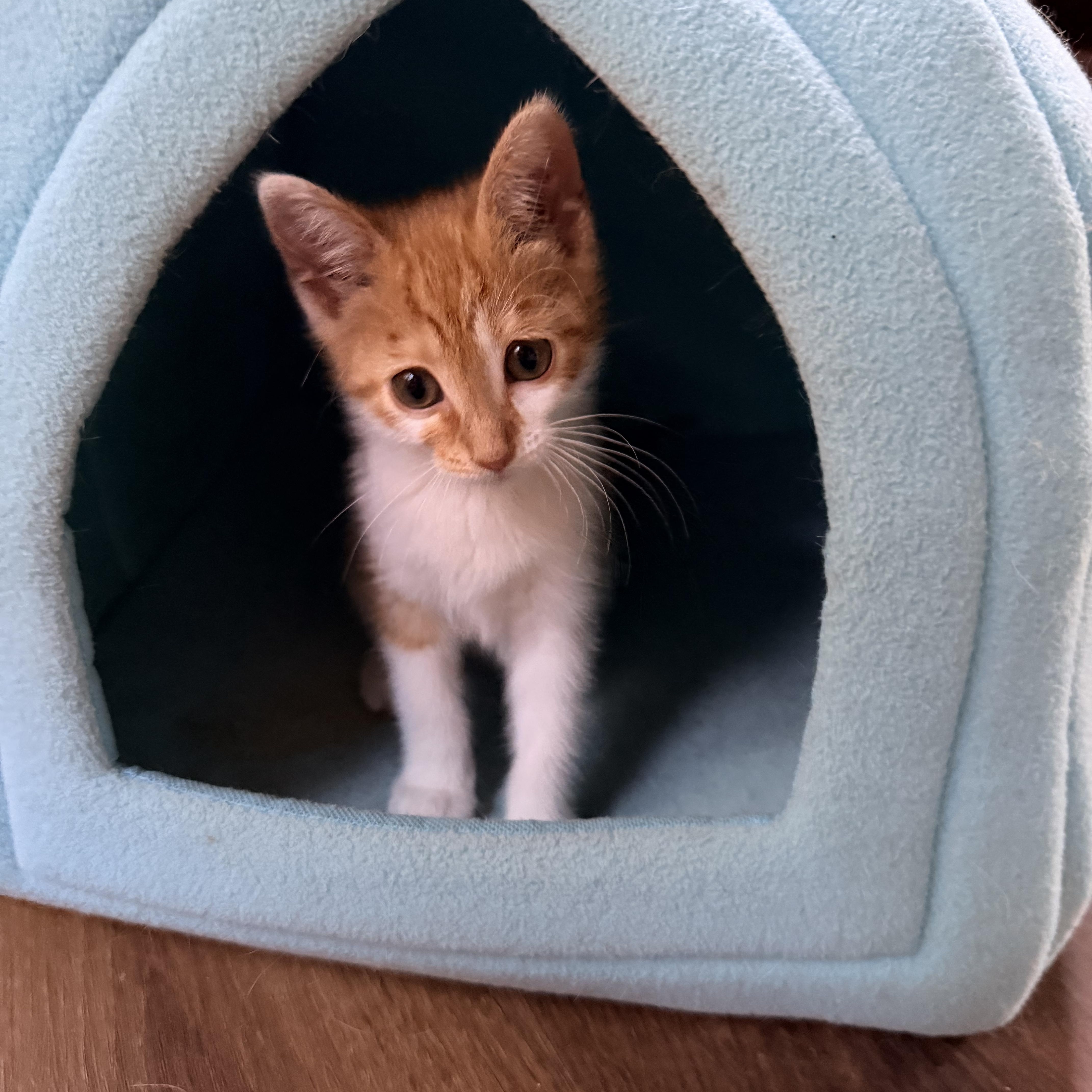 Enlarge Alice, a ADOPTABLE Domestic Short Hair in Minneapolis, MN image 3/6