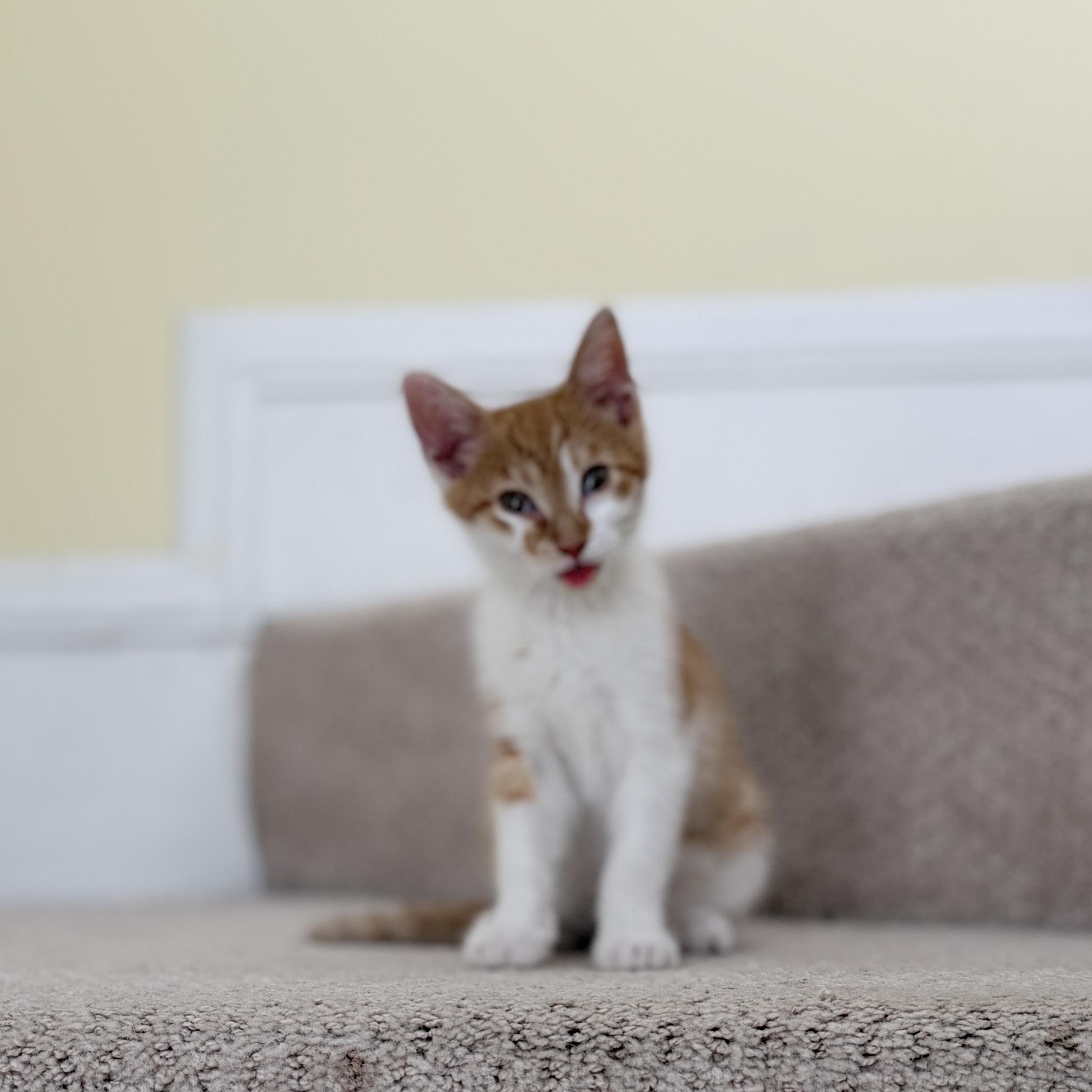 Enlarge Alice, a ADOPTABLE Domestic Short Hair in Minneapolis, MN image 1/6