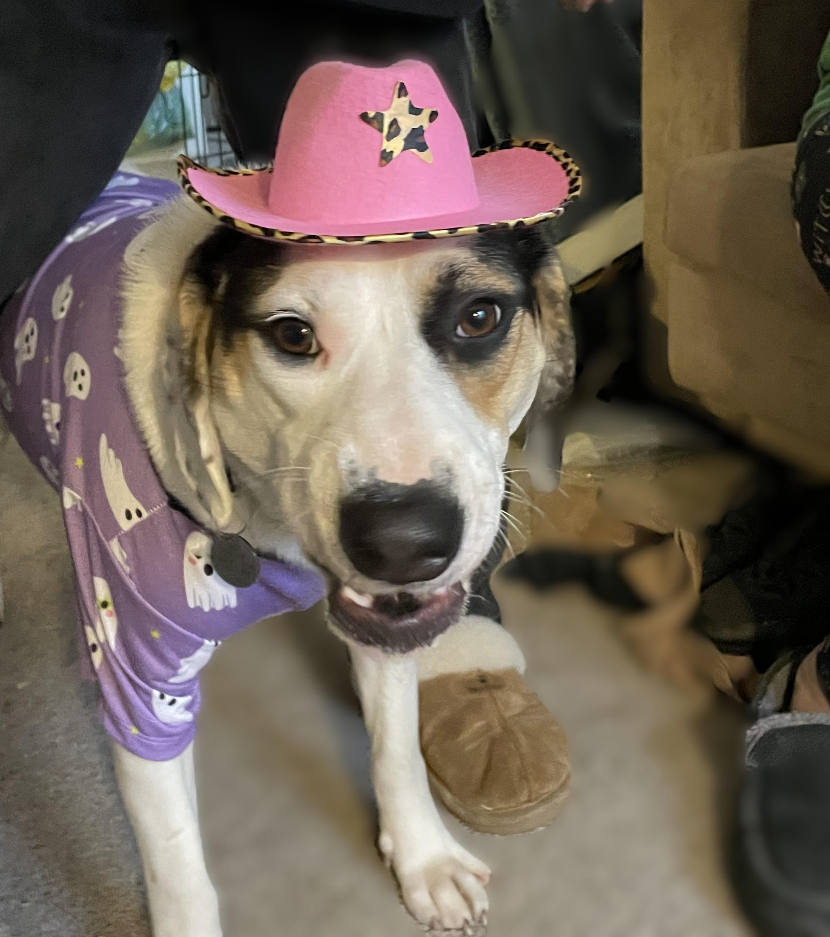 Enlarge Steve Courtesy Listing, a ADOPTABLE mixed breed in Midland, MI image 4/5