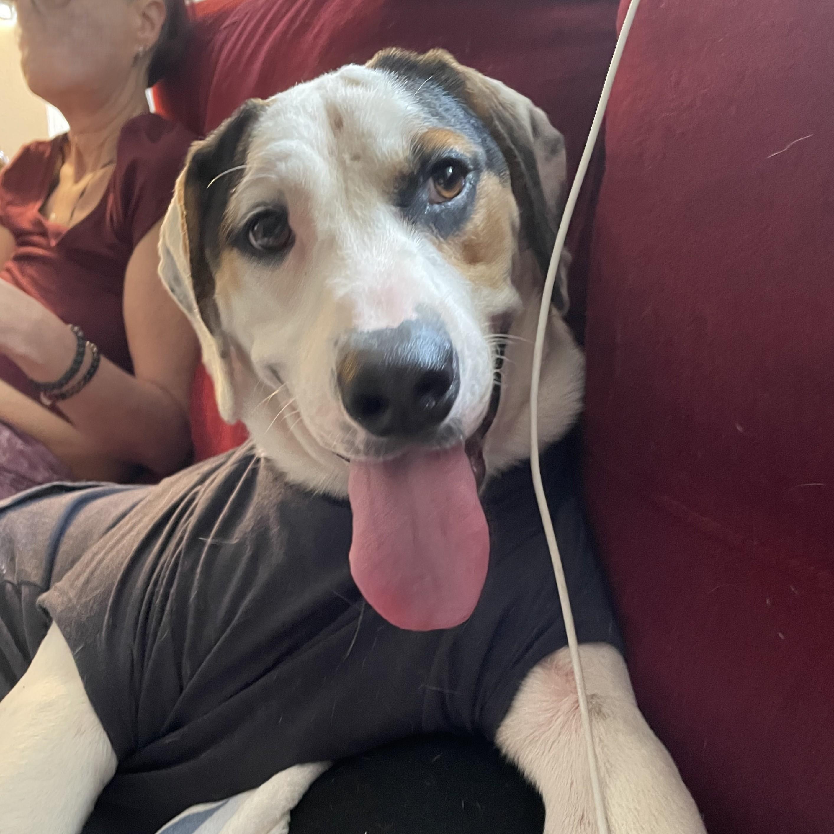 Enlarge Steve Courtesy Listing, a ADOPTABLE mixed breed in Midland, MI image 5/5