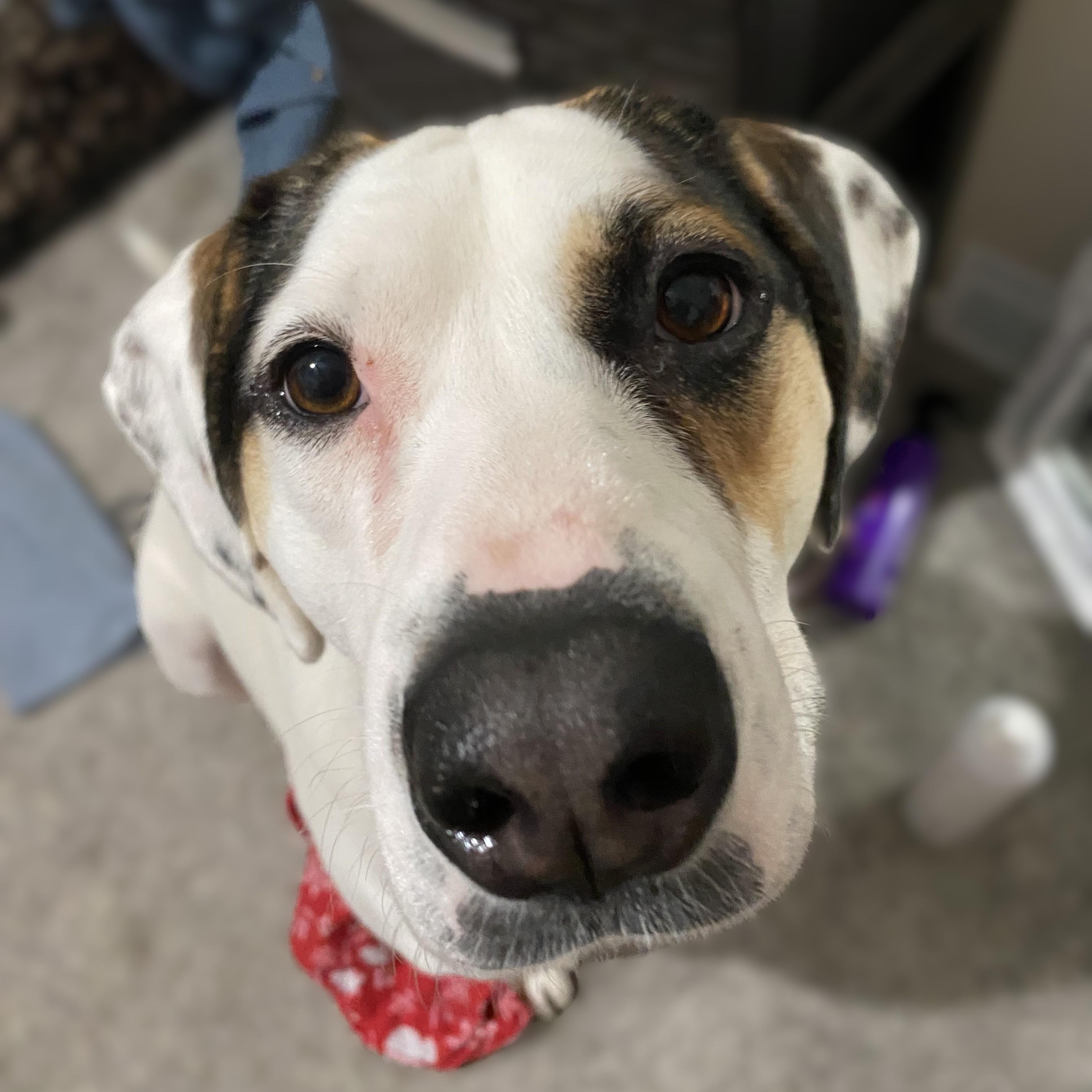 Steve Courtesy Listing, ADOPTABLE, Adult Male Hound.