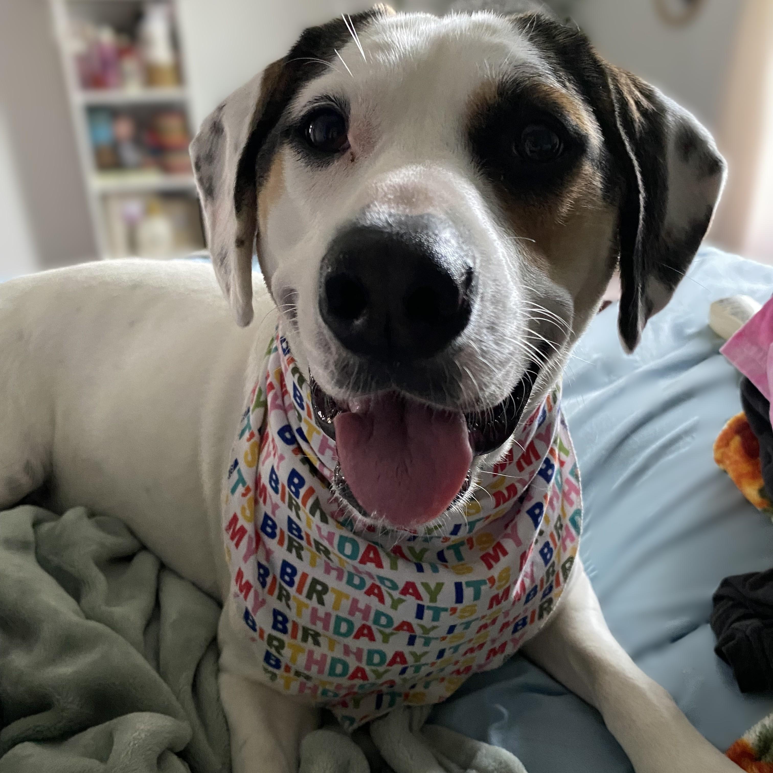 Enlarge Steve Courtesy Listing, a ADOPTABLE mixed breed in Midland, MI image 2/5