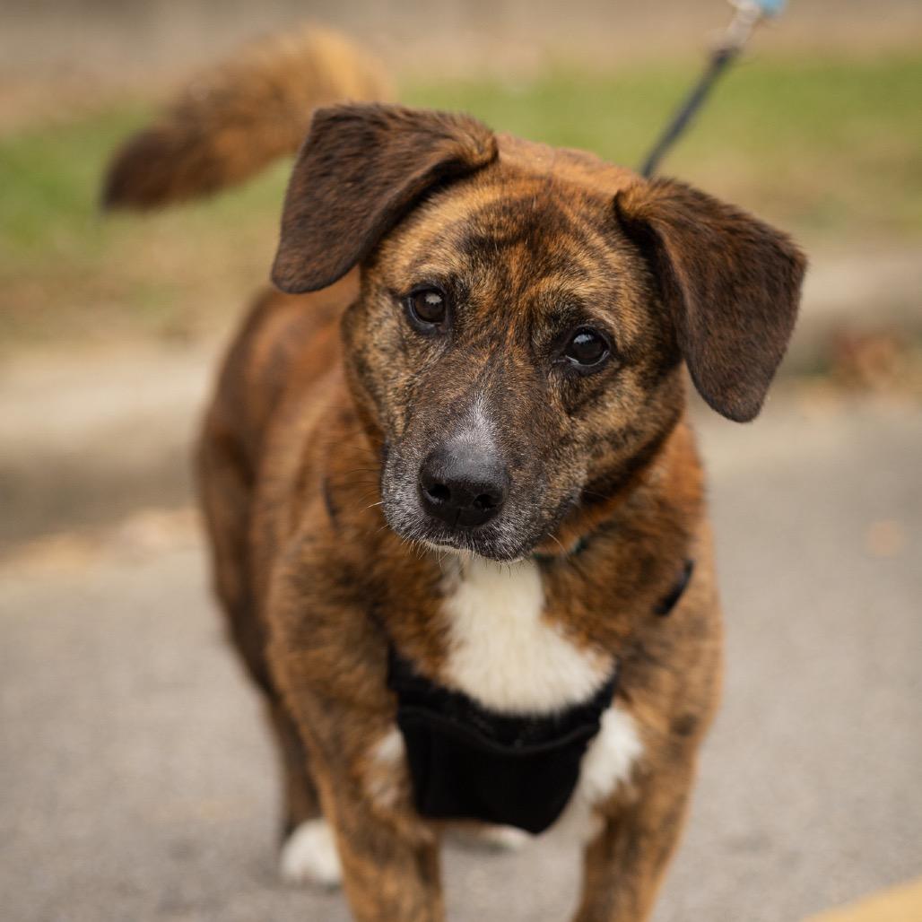 Enlarge Bayley, a Adoptable mixed breed in Evansville, IN image 1/3