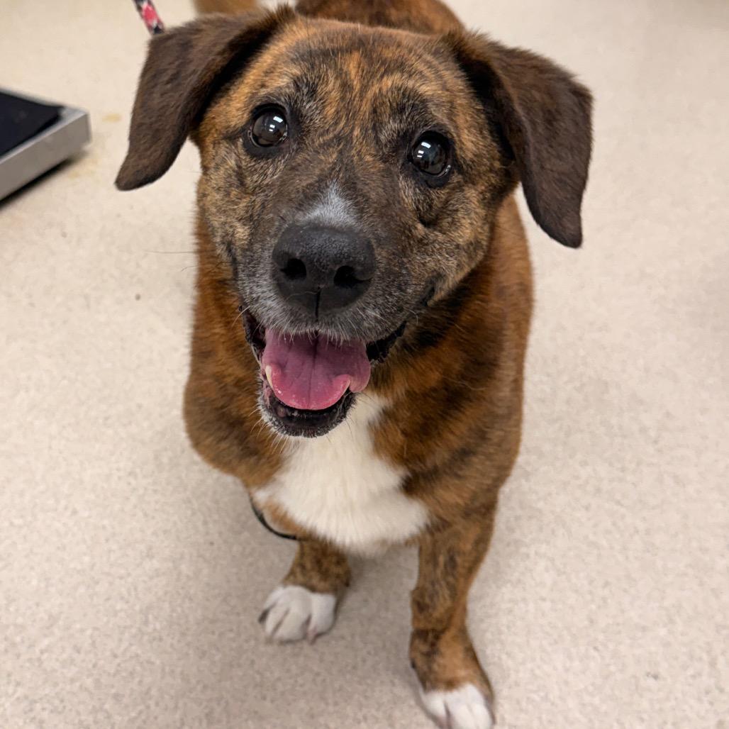 Enlarge Bayley, a Adoptable mixed breed in Evansville, IN image 2/3