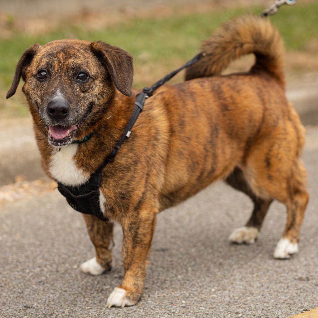 Enlarge Bayley, a Adoptable mixed breed in Evansville, IN image 3/3
