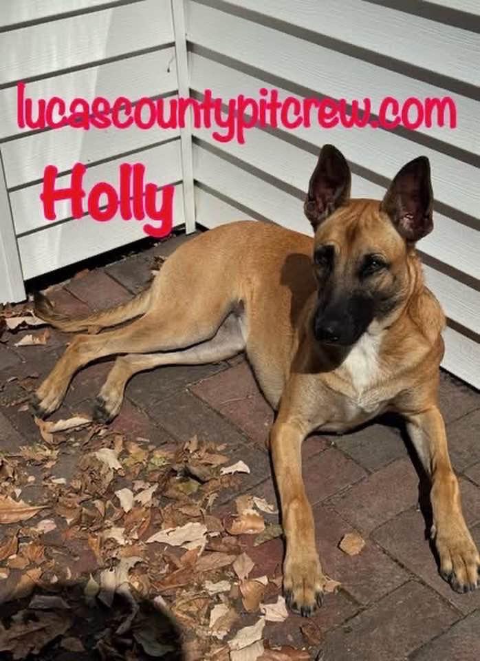 Enlarge Holly, a Adoptable mixed breed in Toledo, OH image 1/2