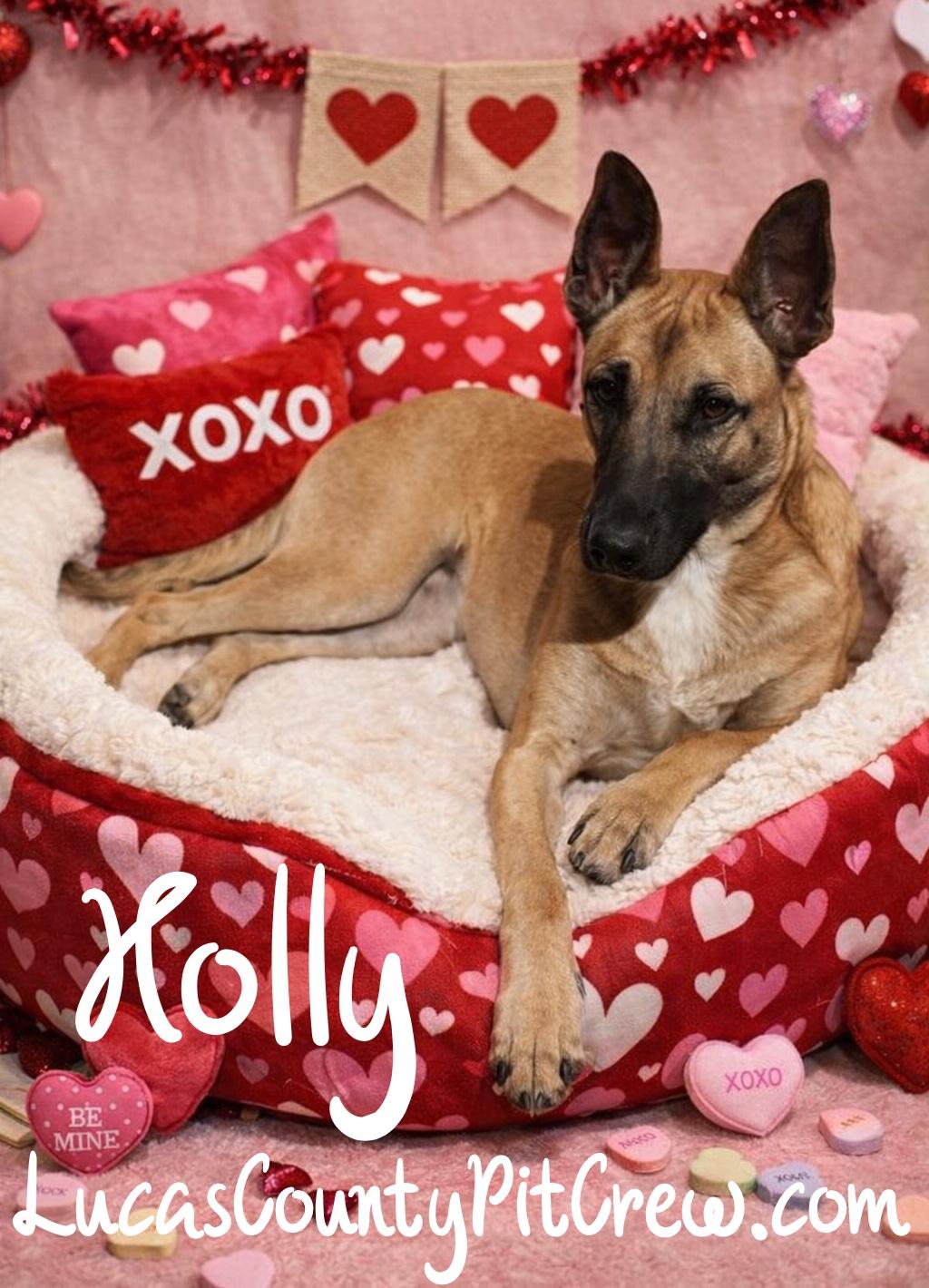 Enlarge Holly, a Adoptable mixed breed in Toledo, OH image 1/2