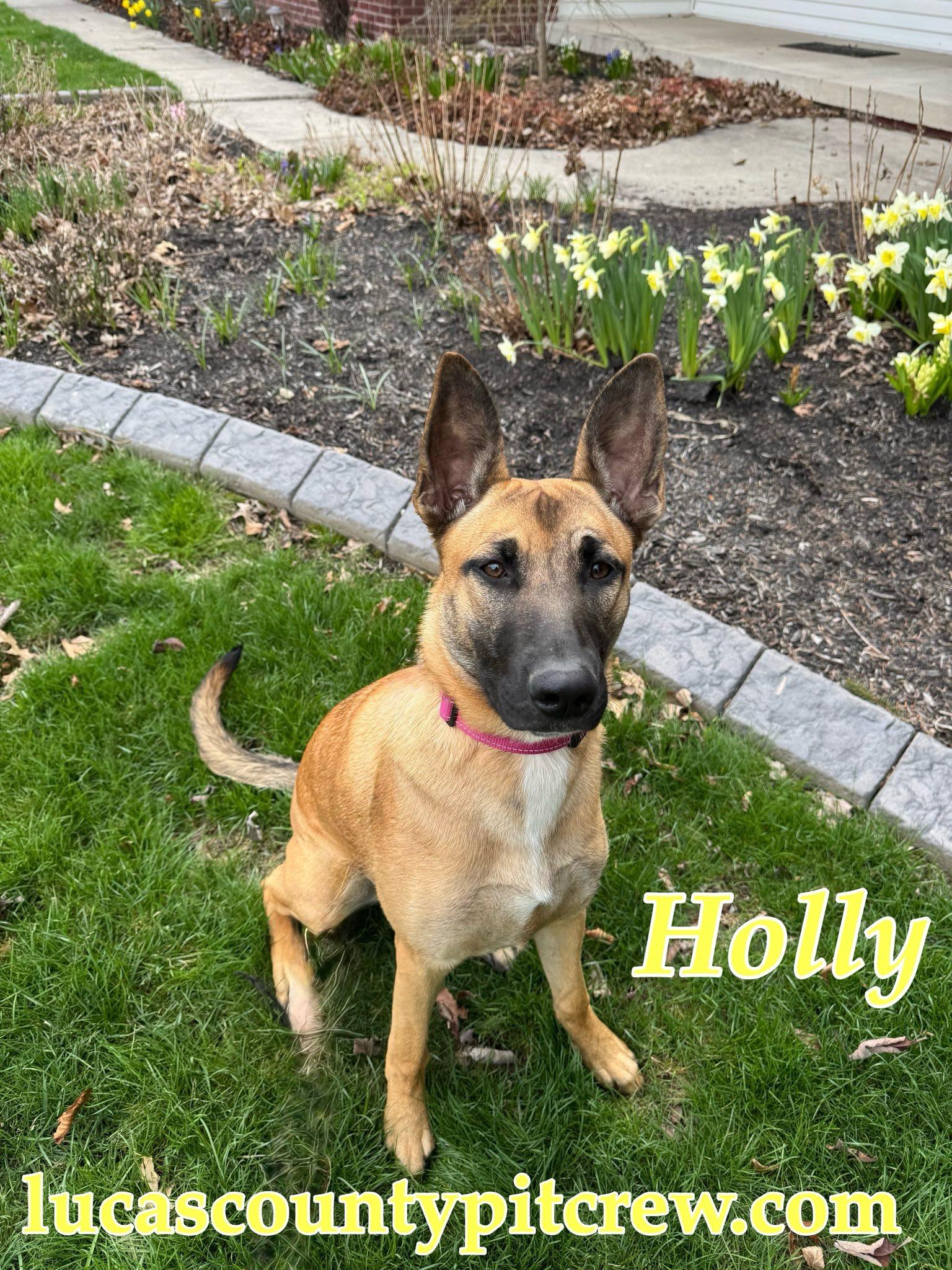 Holly