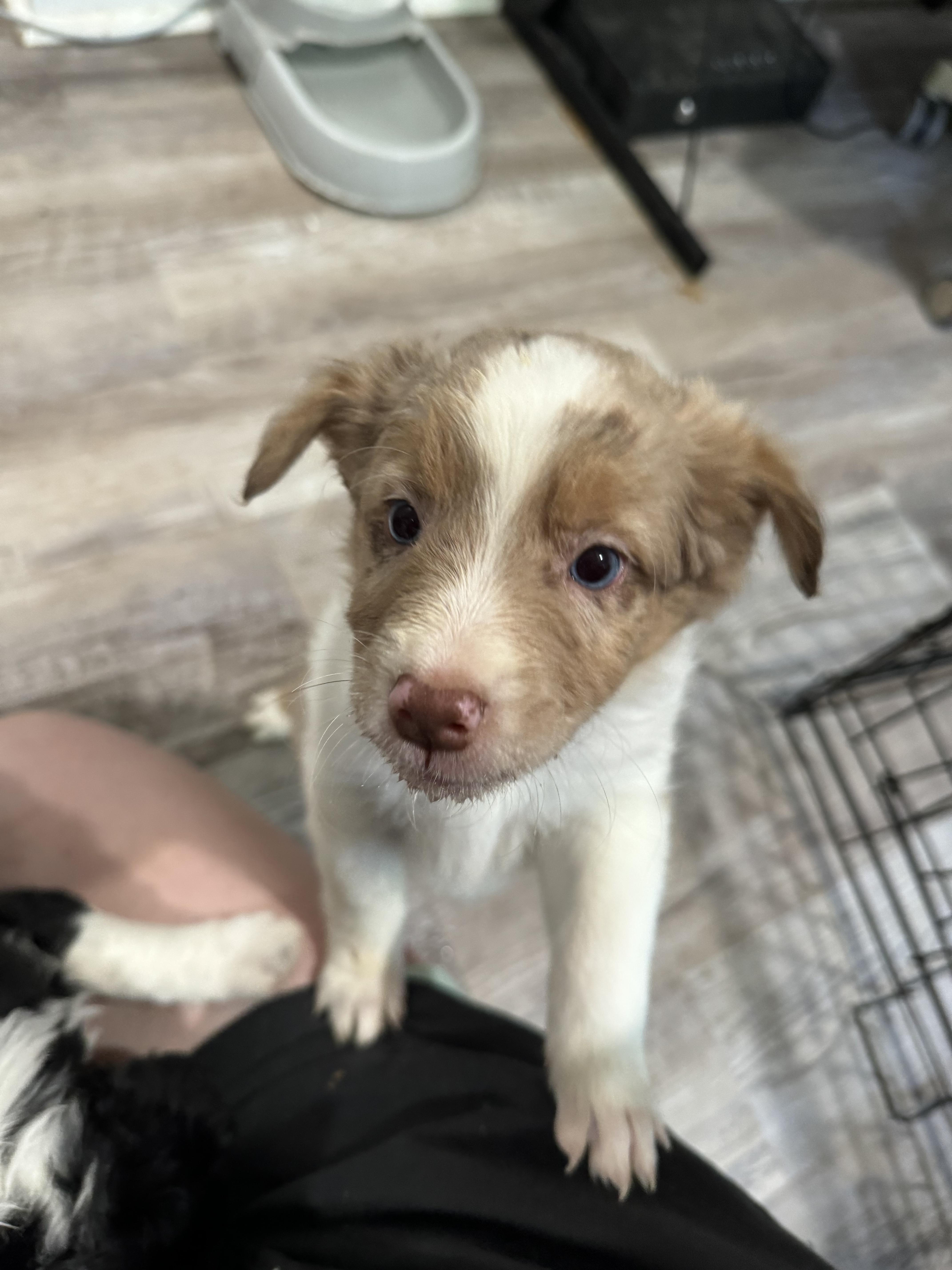 Tucker/Griffey, Adopted, Young Male Australian Shepherd.