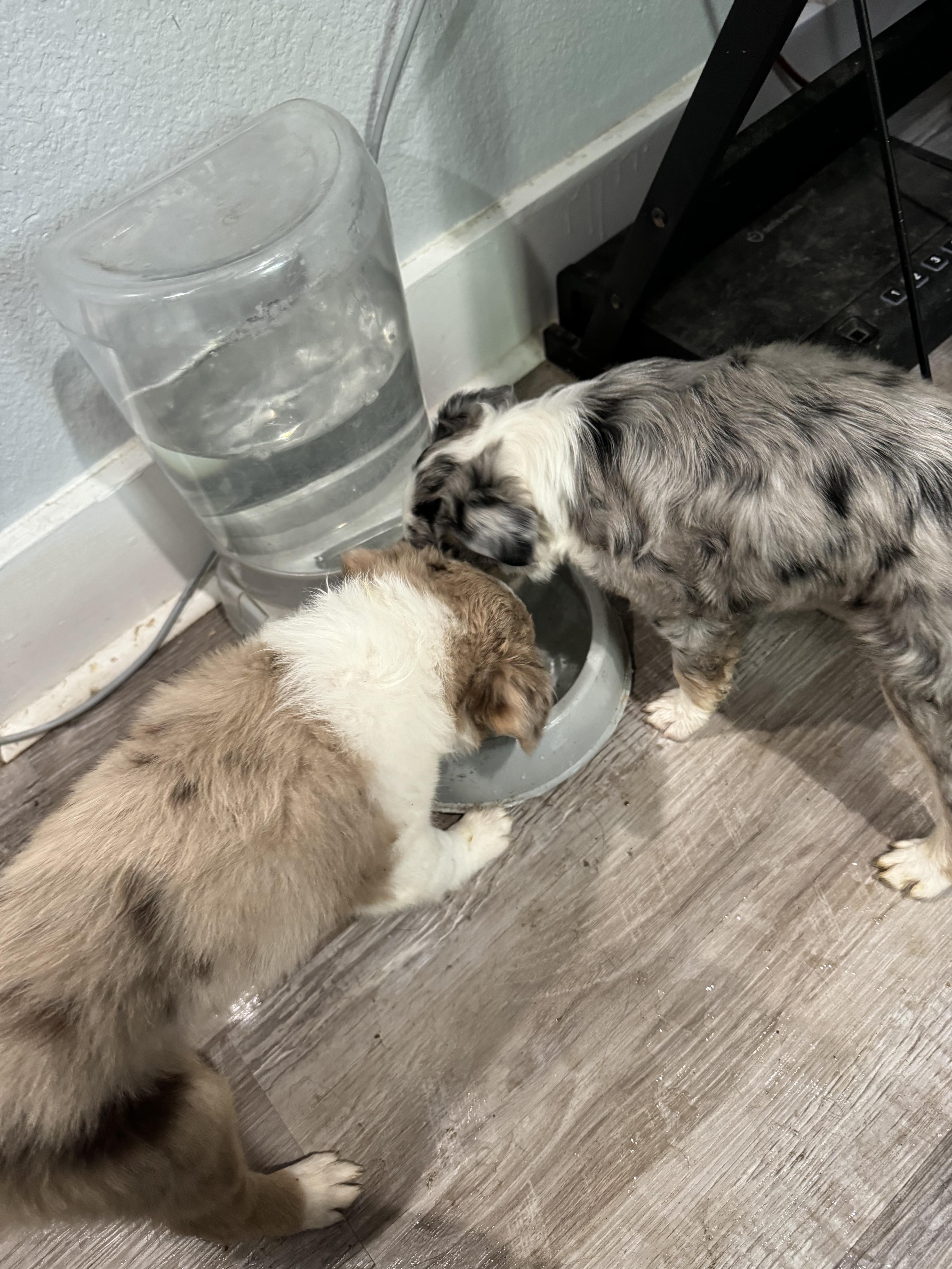 Enlarge Tucker/Griffey, a Adopted Australian Shepherd in Arlington, TX image 2/6