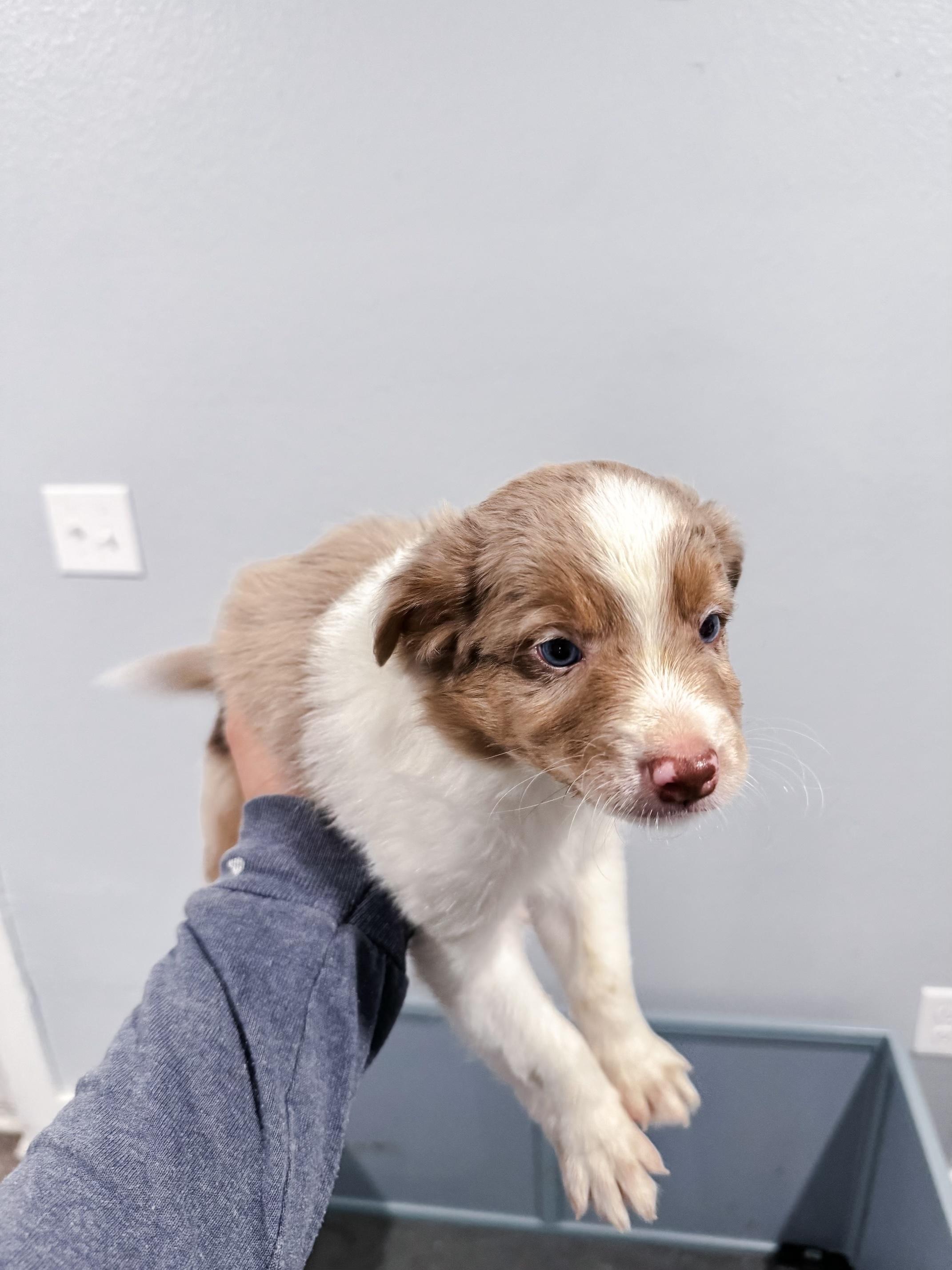 Enlarge Tucker/Griffey, a Adopted Australian Shepherd in Arlington, TX image 3/6