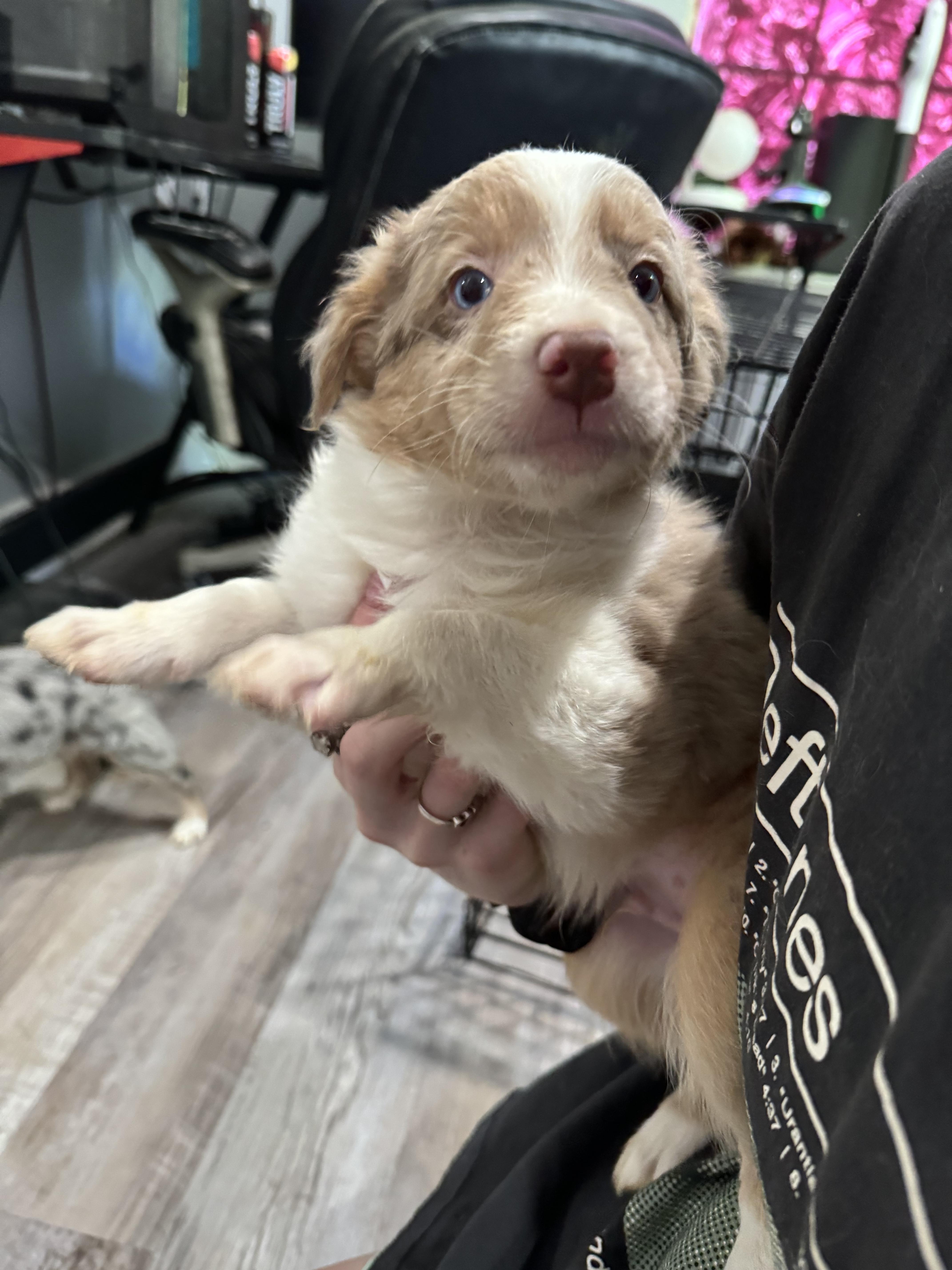 Enlarge Tucker/Griffey, a Adopted Australian Shepherd in Arlington, TX image 4/6