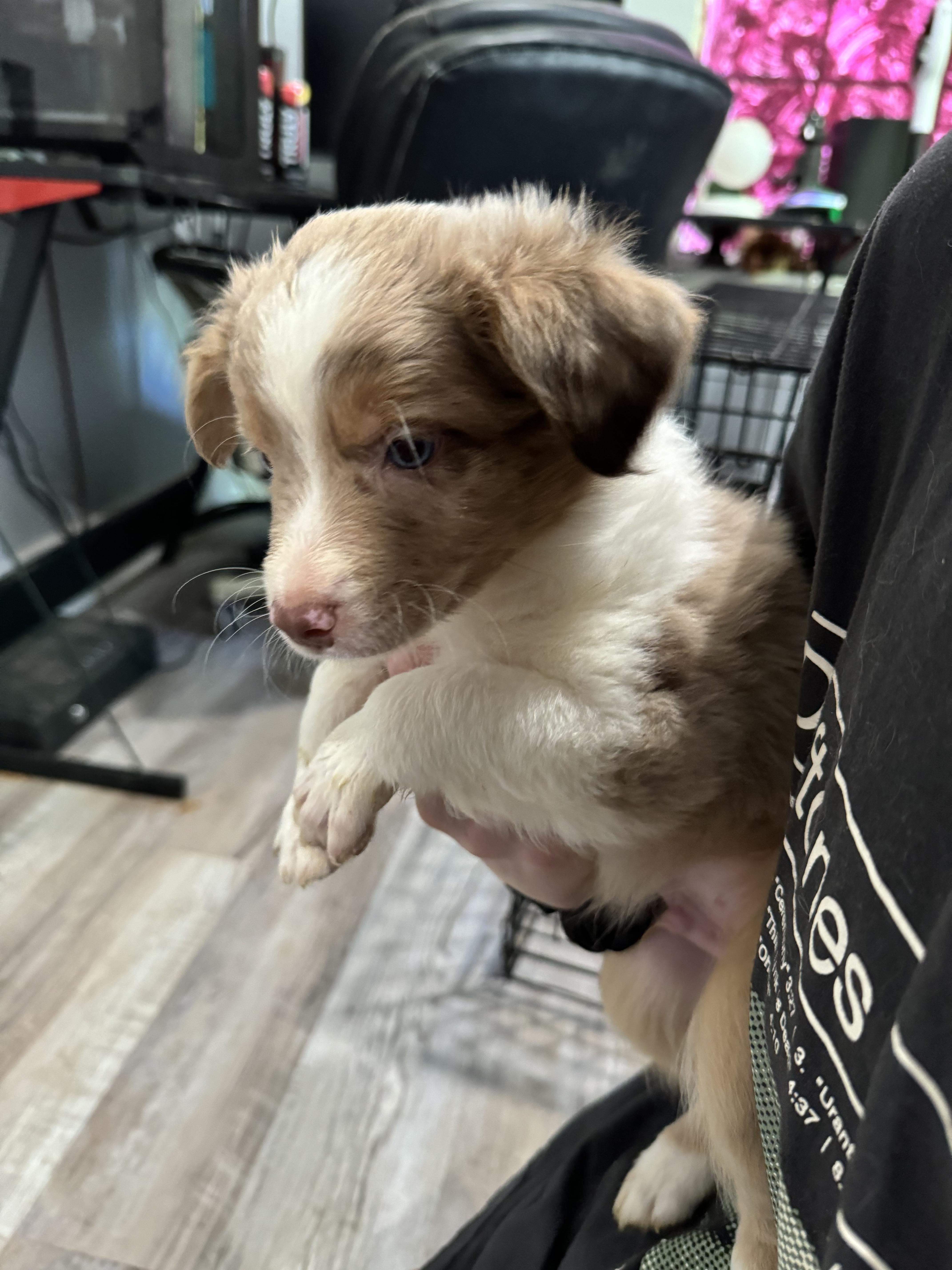 Enlarge Tucker/Griffey, a Adopted Australian Shepherd in Arlington, TX image 5/6