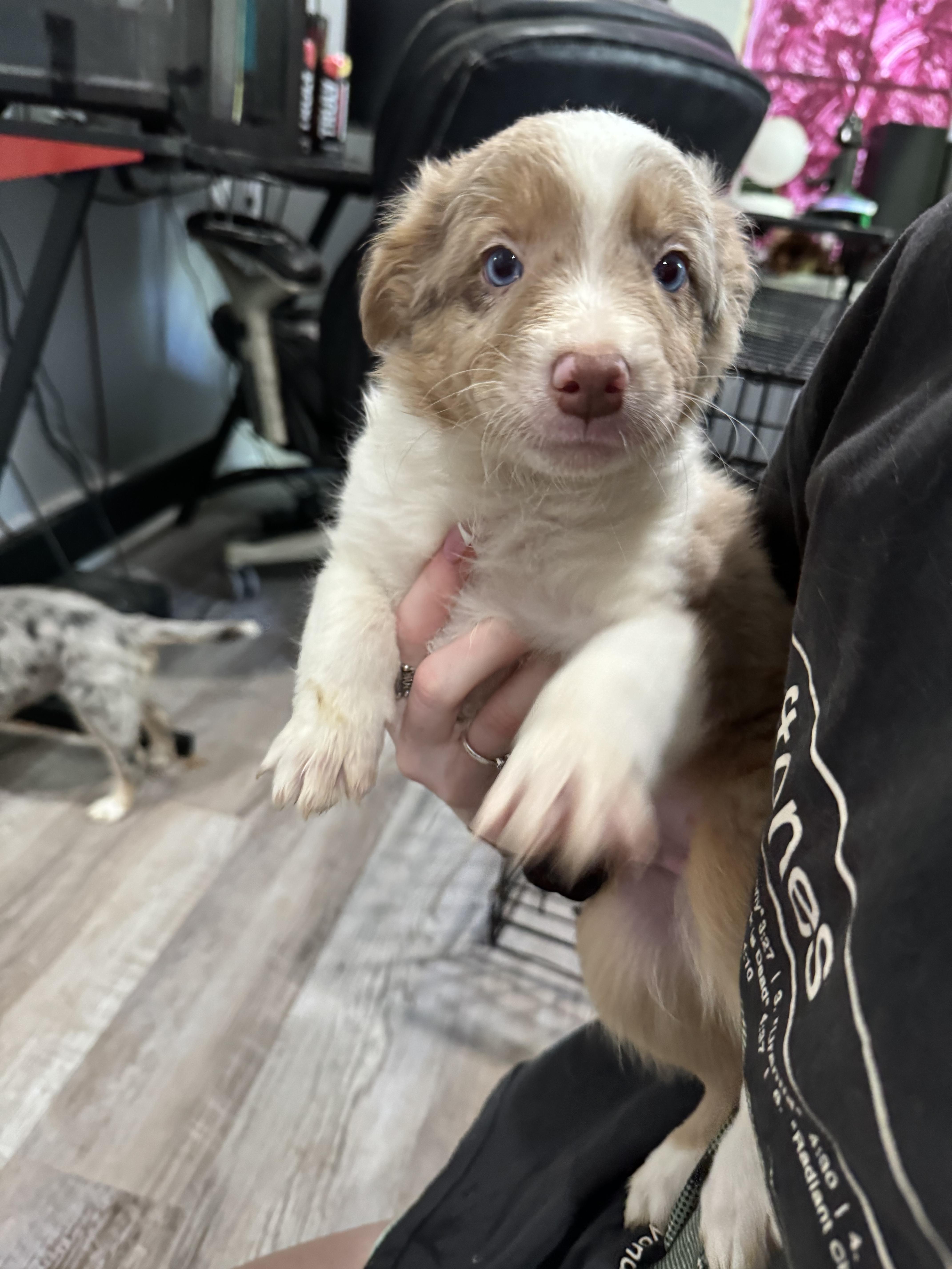 Enlarge Tucker/Griffey, a Adopted Australian Shepherd in Arlington, TX image 6/6