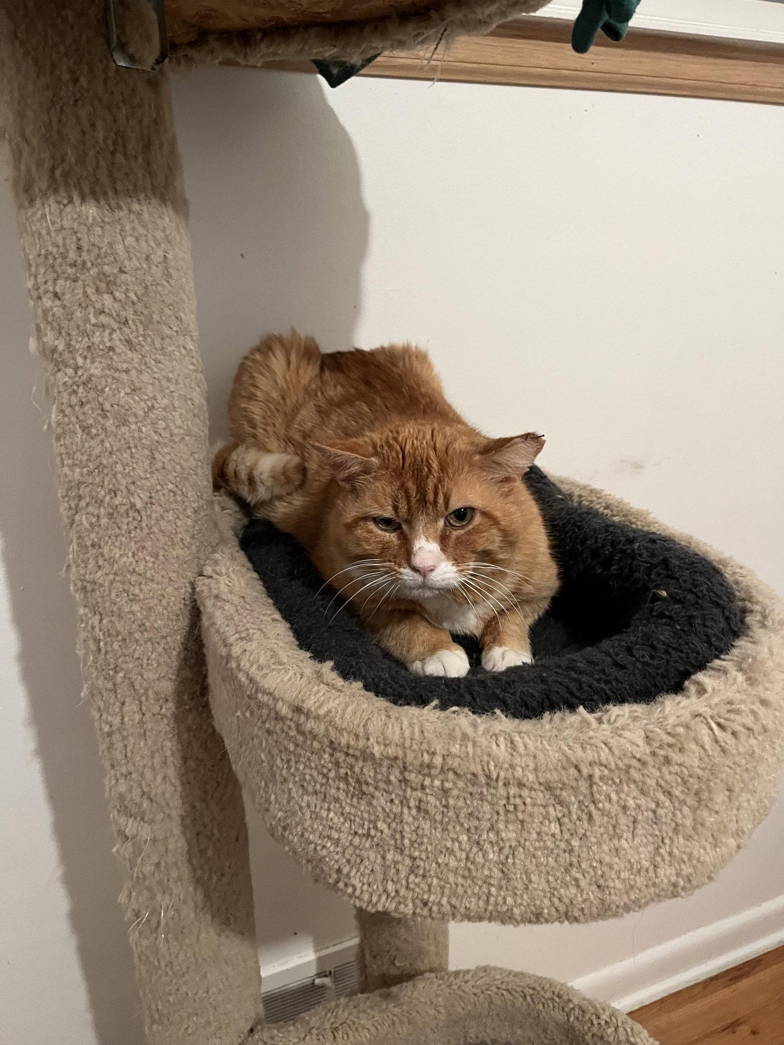 Horace, Adopted, Adult Male Domestic Short Hair.
