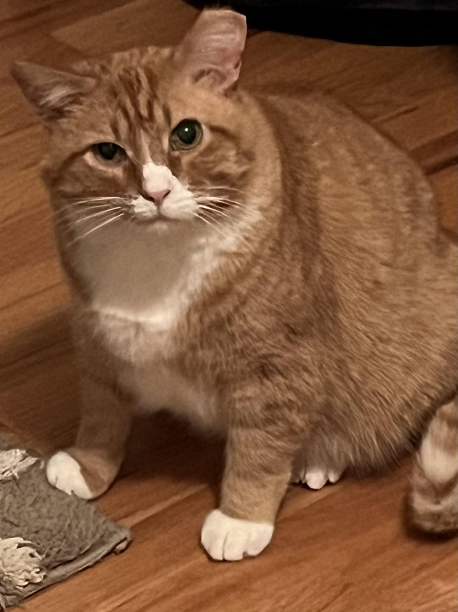 Enlarge Horace, a Adopted Domestic Short Hair in Aurora, CO image 2/3