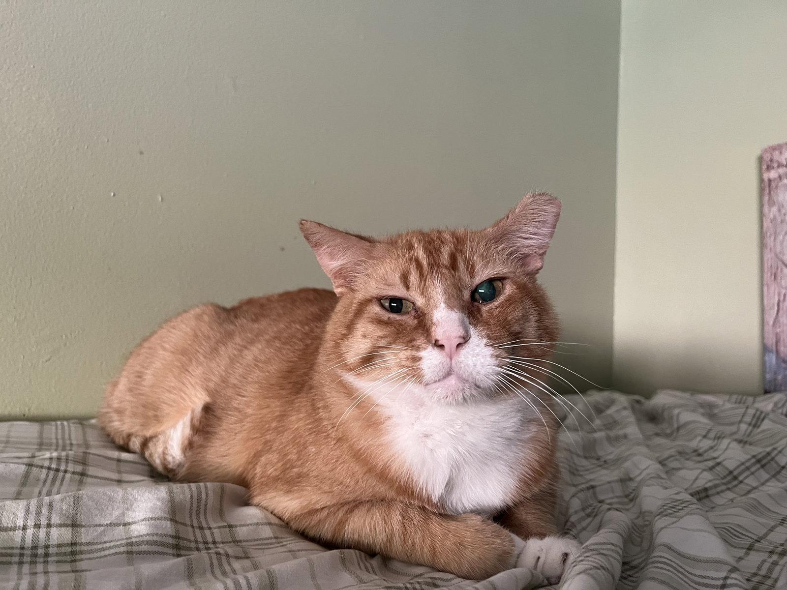 Enlarge Horace, a Adopted Domestic Short Hair in Aurora, CO image 3/3