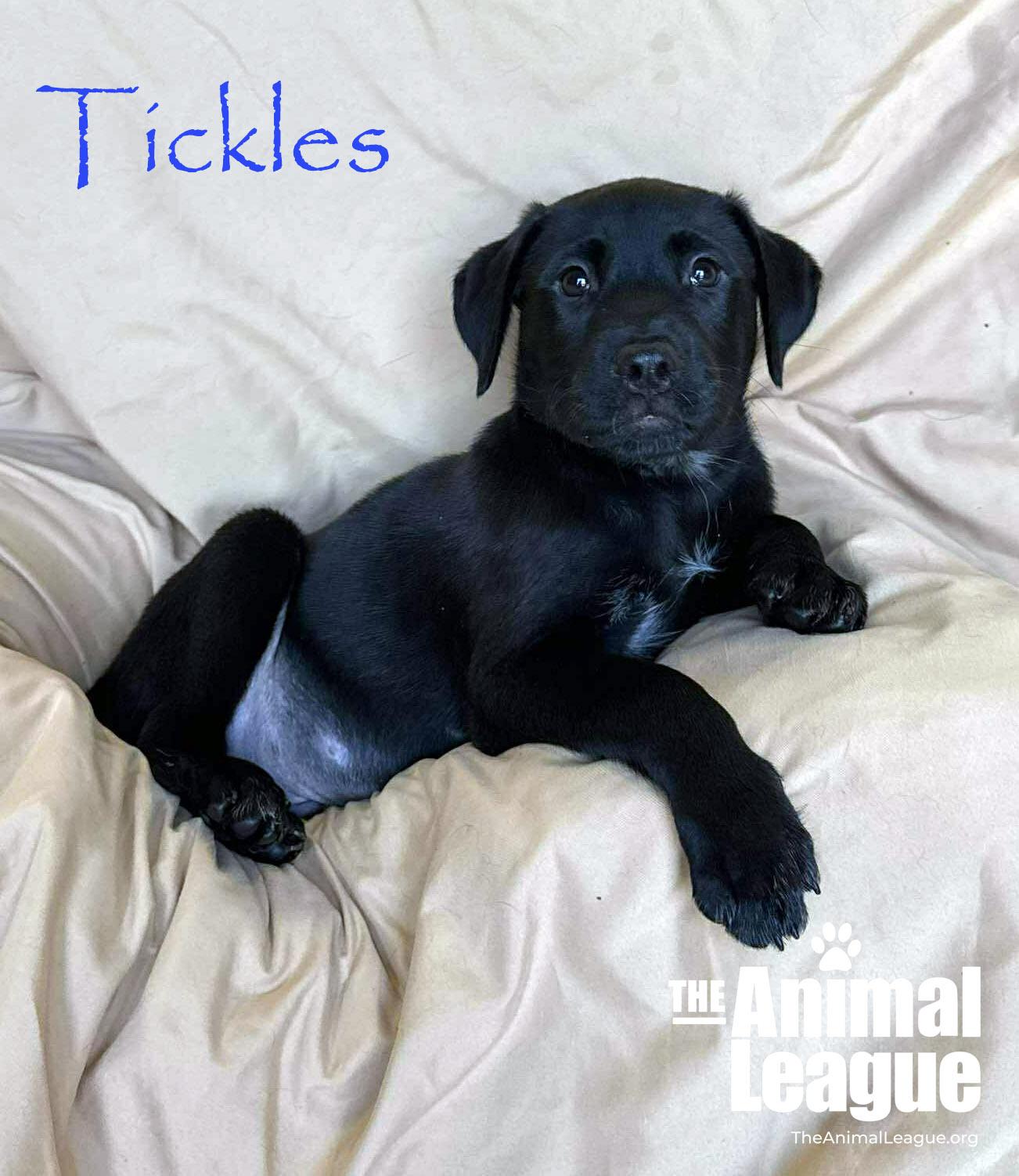 Enlarge Tickles, a Adoptable mixed breed in Groveland, FL image 3/6