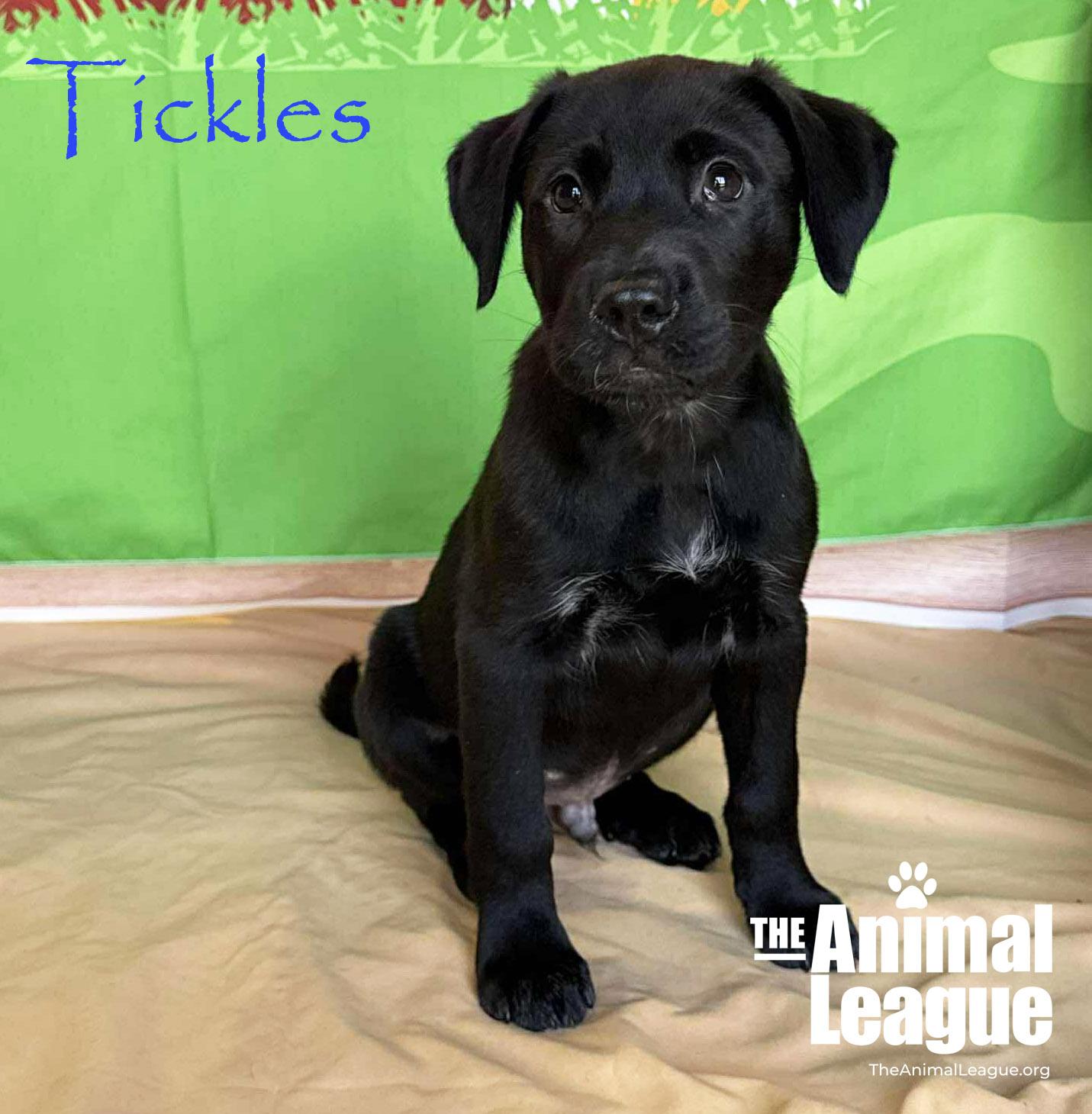 Enlarge Tickles, a Adoptable mixed breed in Groveland, FL image 6/6