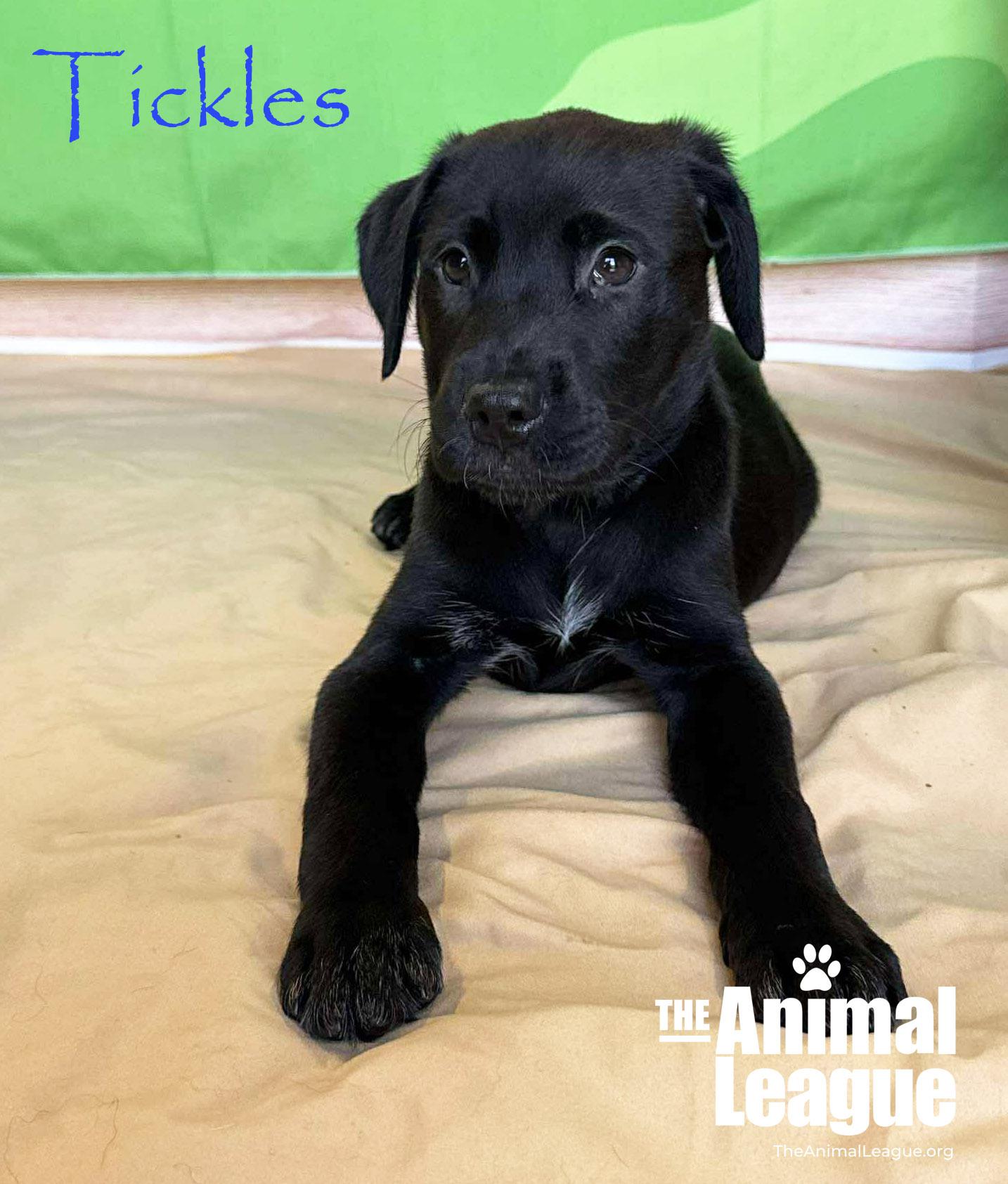 Enlarge Tickles, a Adoptable mixed breed in Groveland, FL image 5/6