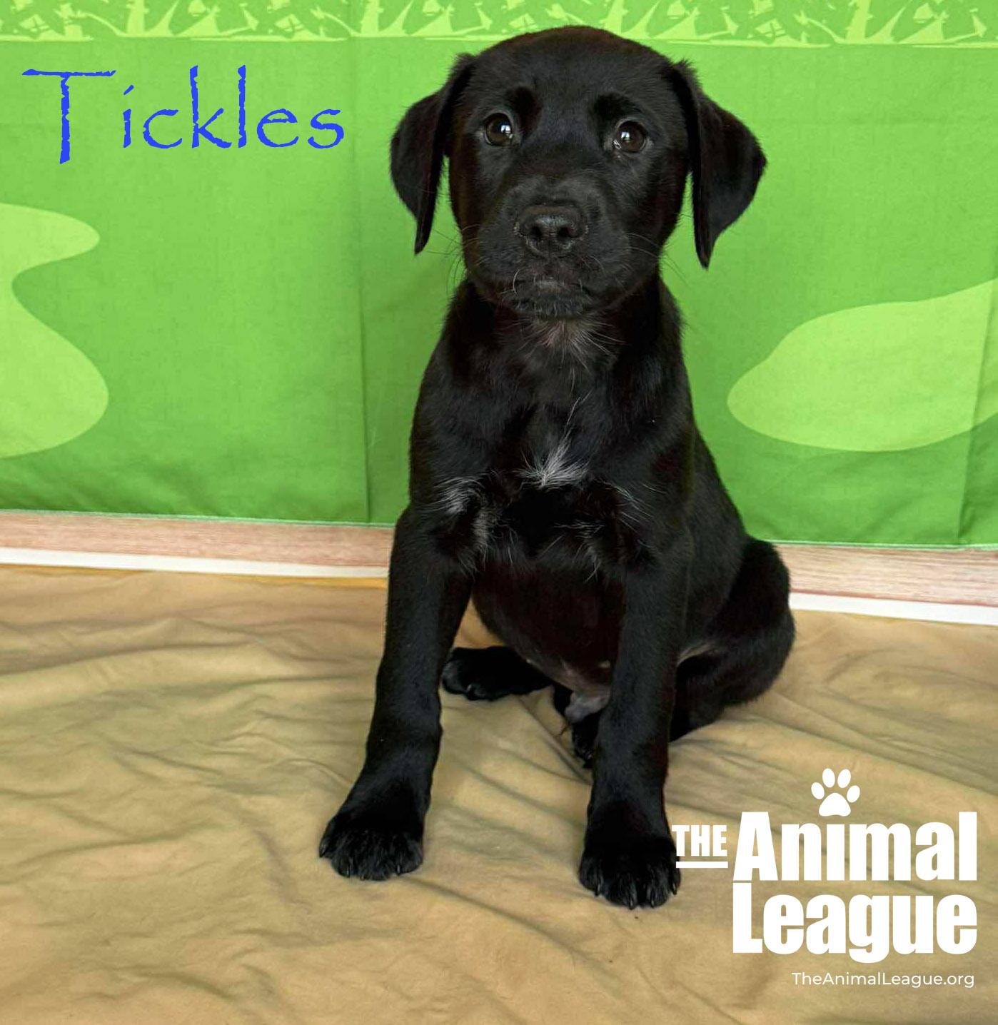 Enlarge Tickles, a Adoptable mixed breed in Groveland, FL image 4/6