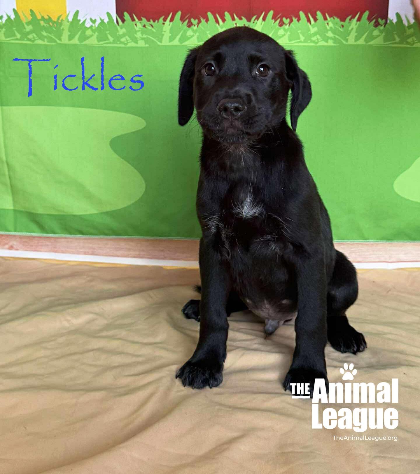 Enlarge Tickles, a Adoptable mixed breed in Groveland, FL image 2/6