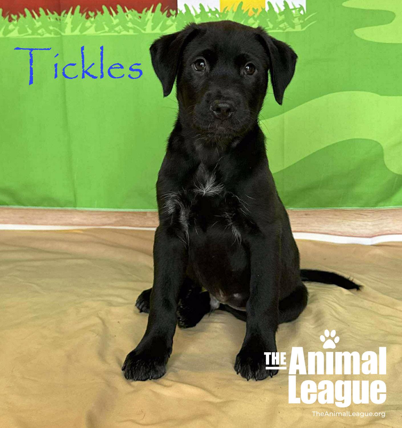 Tickles, Adoptable, Puppy Male Labrador Retriever & Australian Cattle Dog / Blue Heeler.