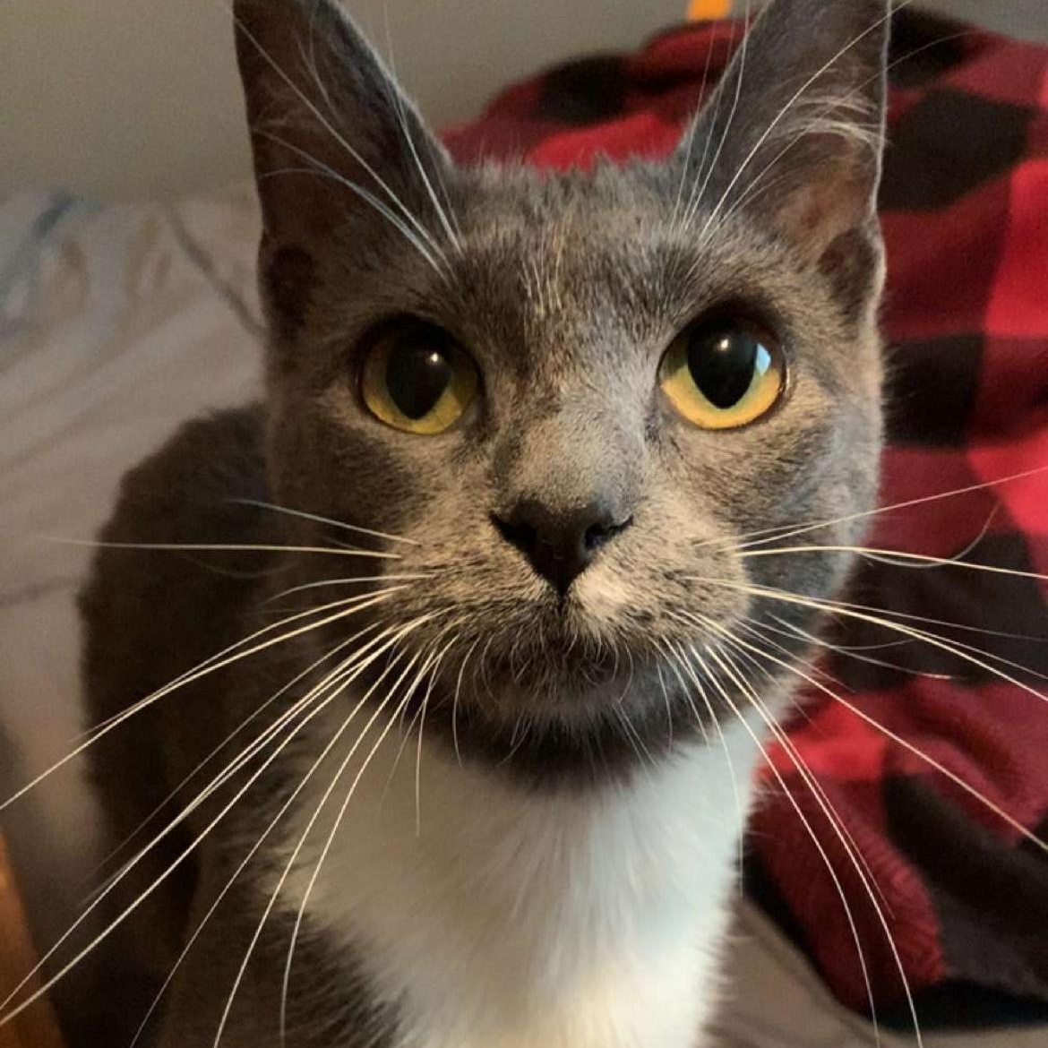 Enlarge Bunny, a Adopted Domestic Short Hair in Rice, MN image 3/6