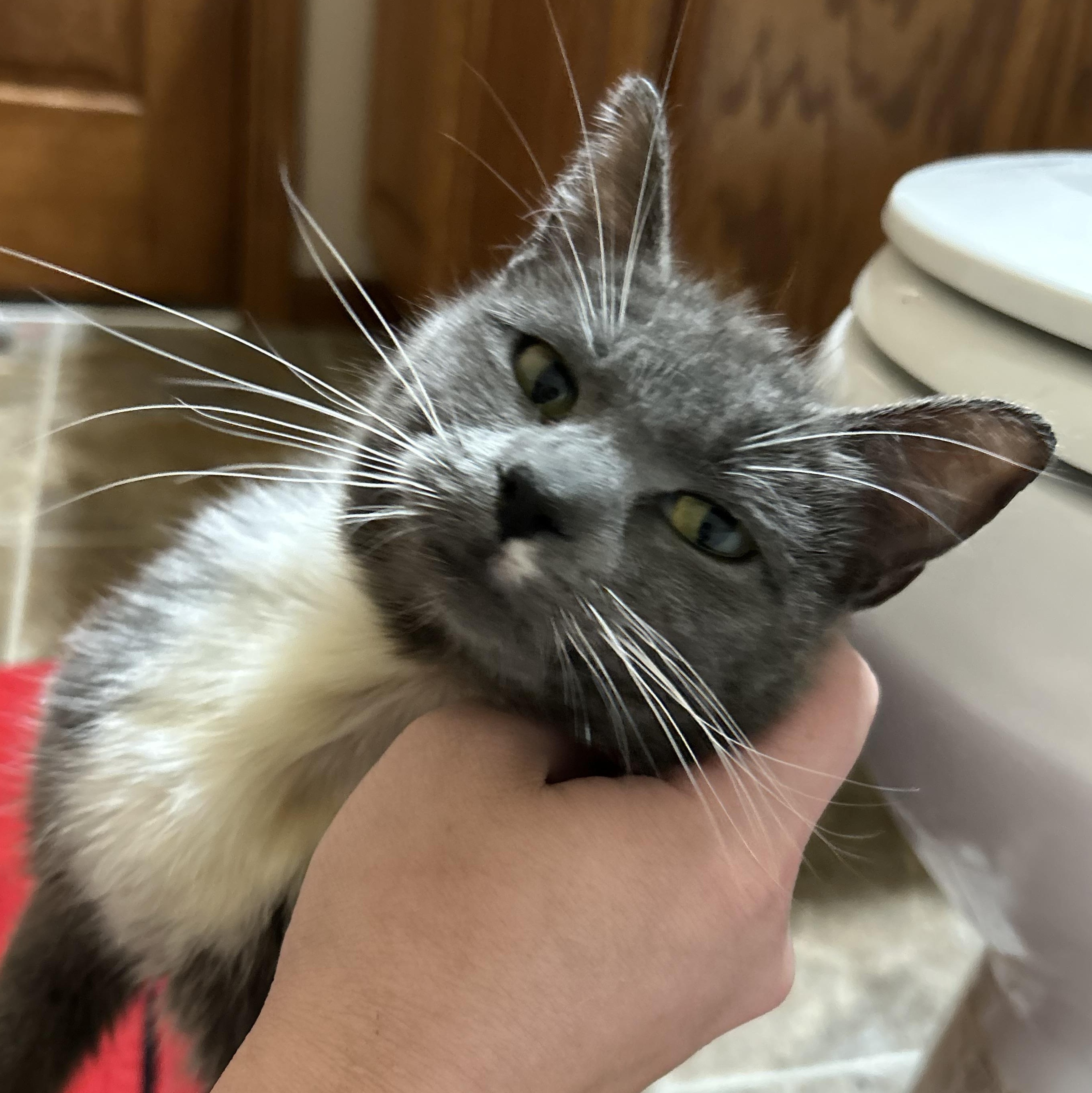 Bunny, Adopted, Young Female Domestic Short Hair.