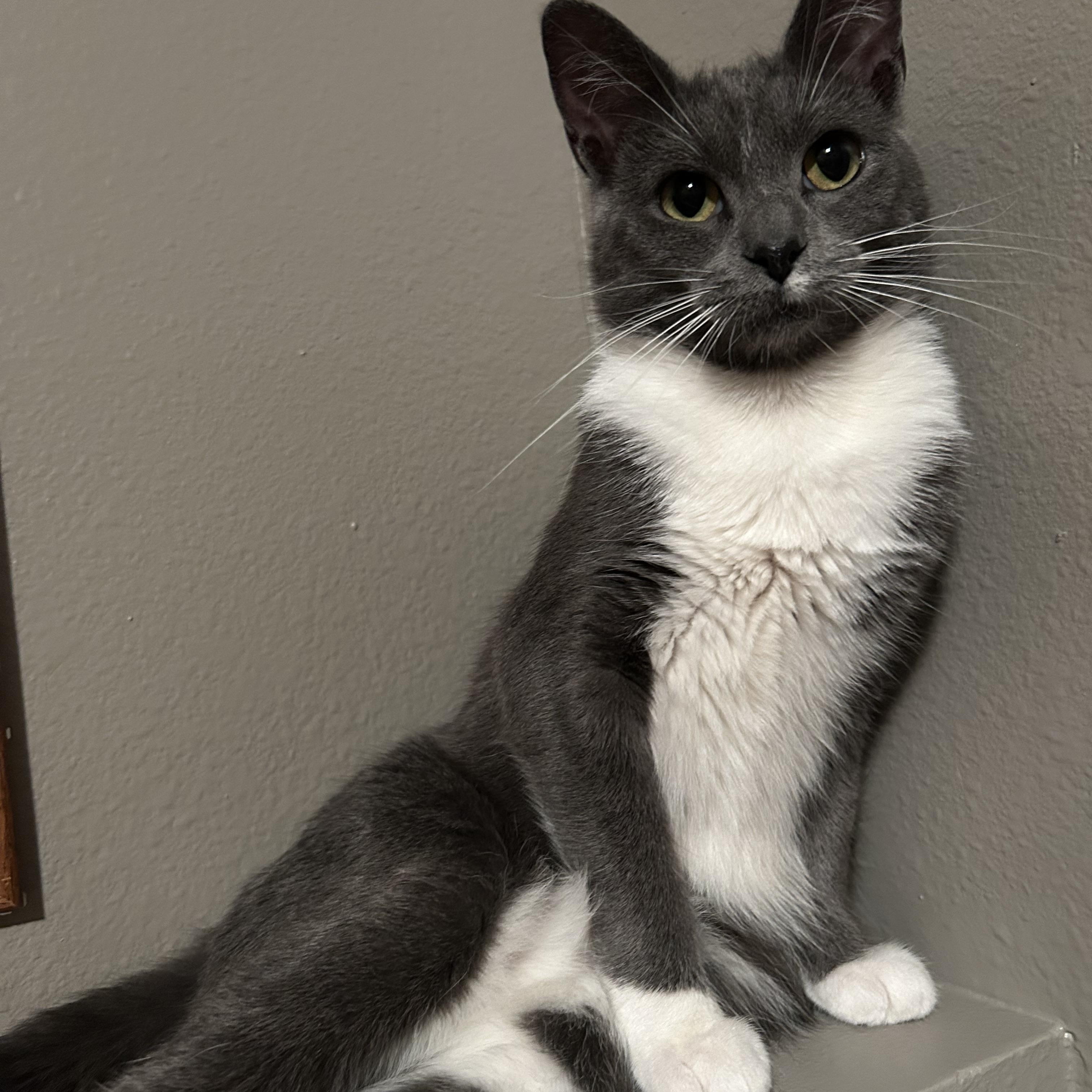 Bunny, Adopted, Young Female Domestic Short Hair.